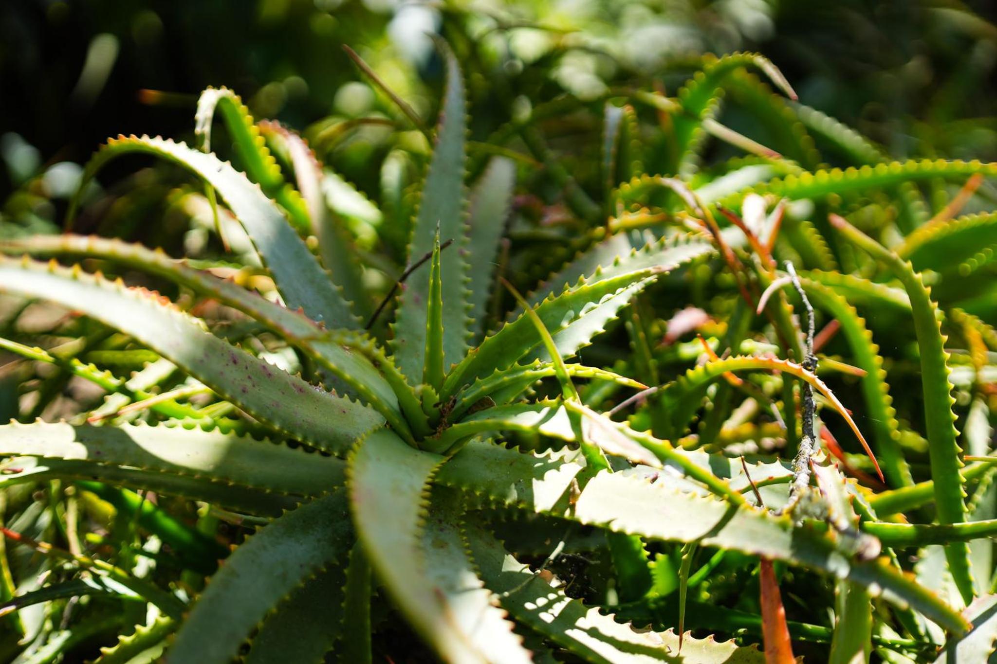 Carvoeiro Vacations - Casa Sonny - Property Image 19