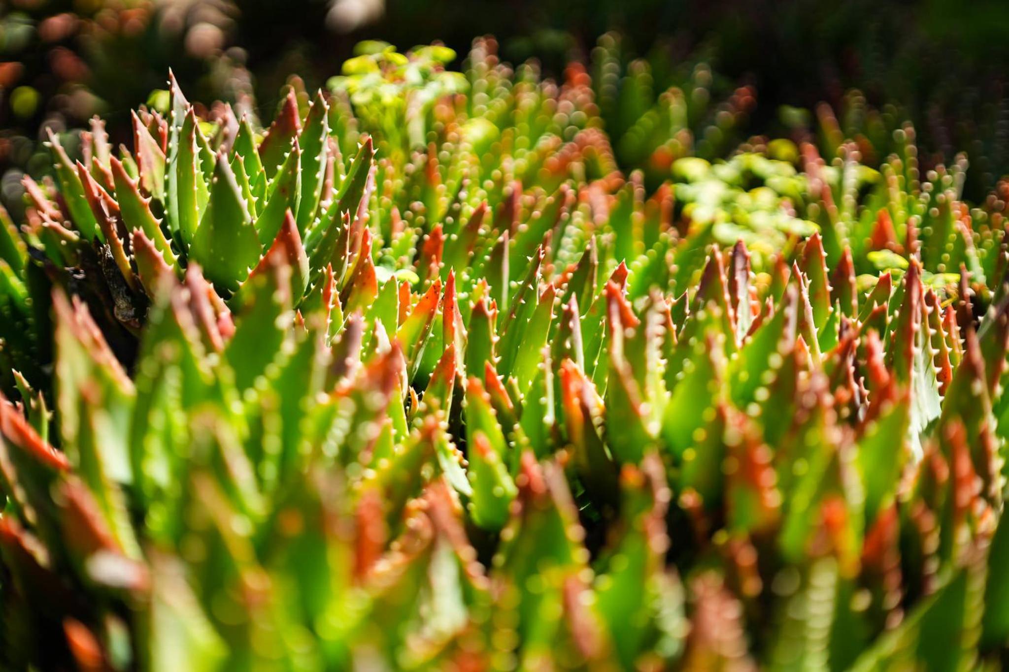 Carvoeiro Vacations - Casa Sonny - Property Image 18