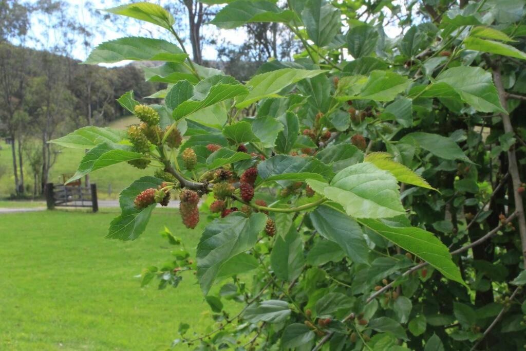 Kangoo - Peacefull tree lined property, wildlife