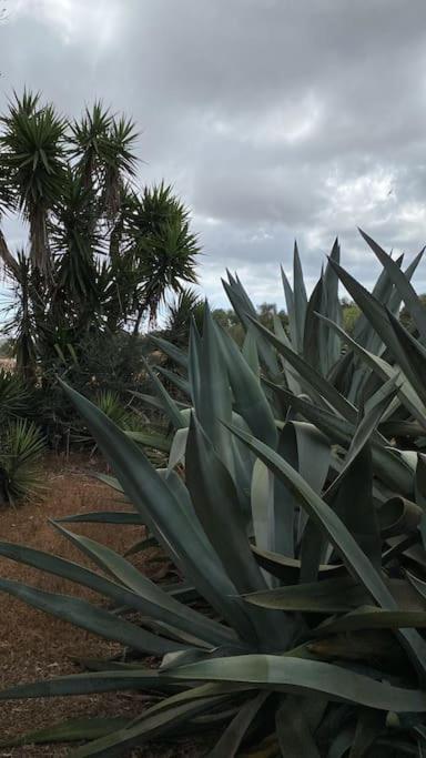 Finca Casa Farah