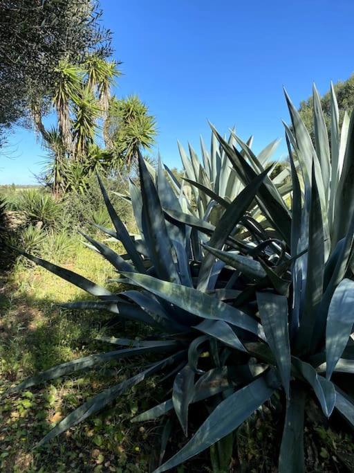 Finca Casa Farah