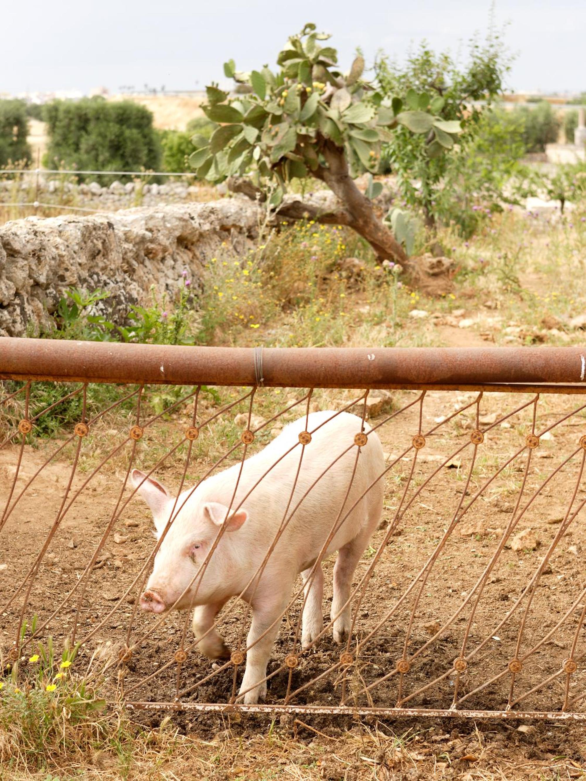 Masseria Curatori