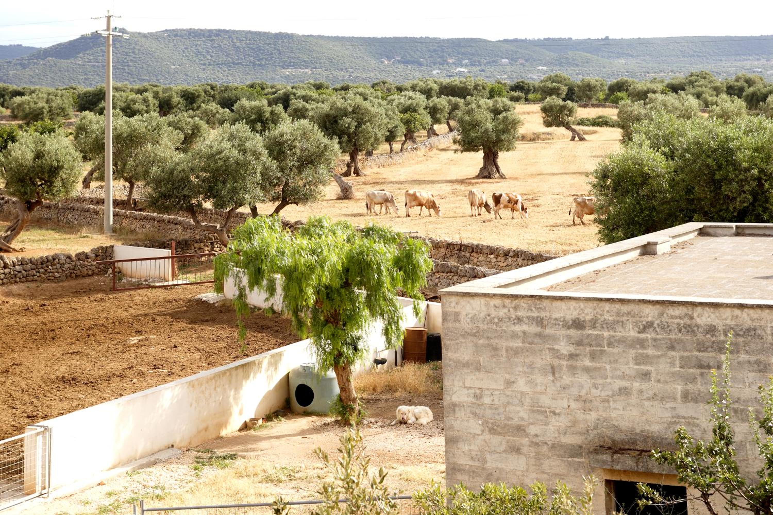 Masseria Curatori