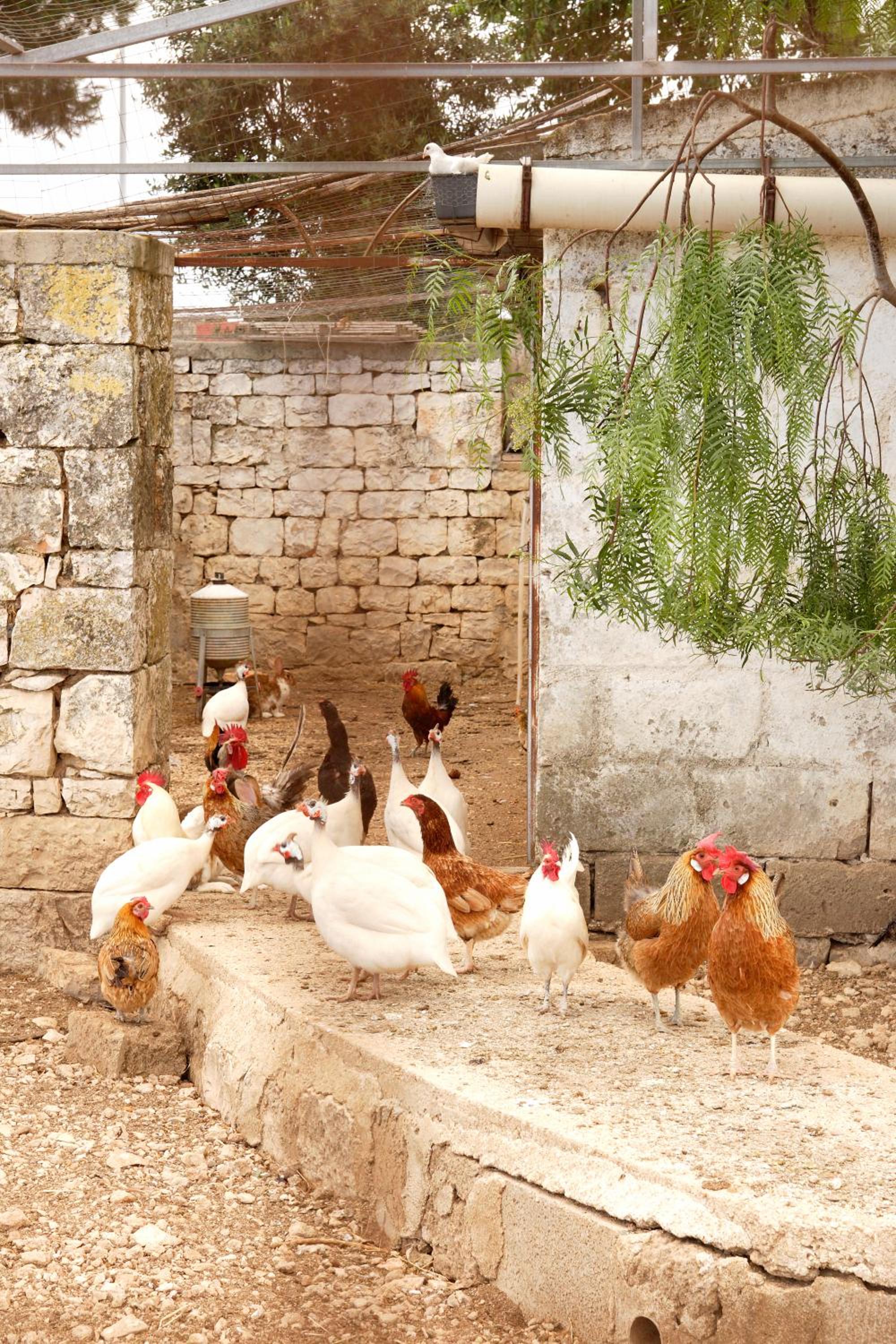 Masseria Curatori