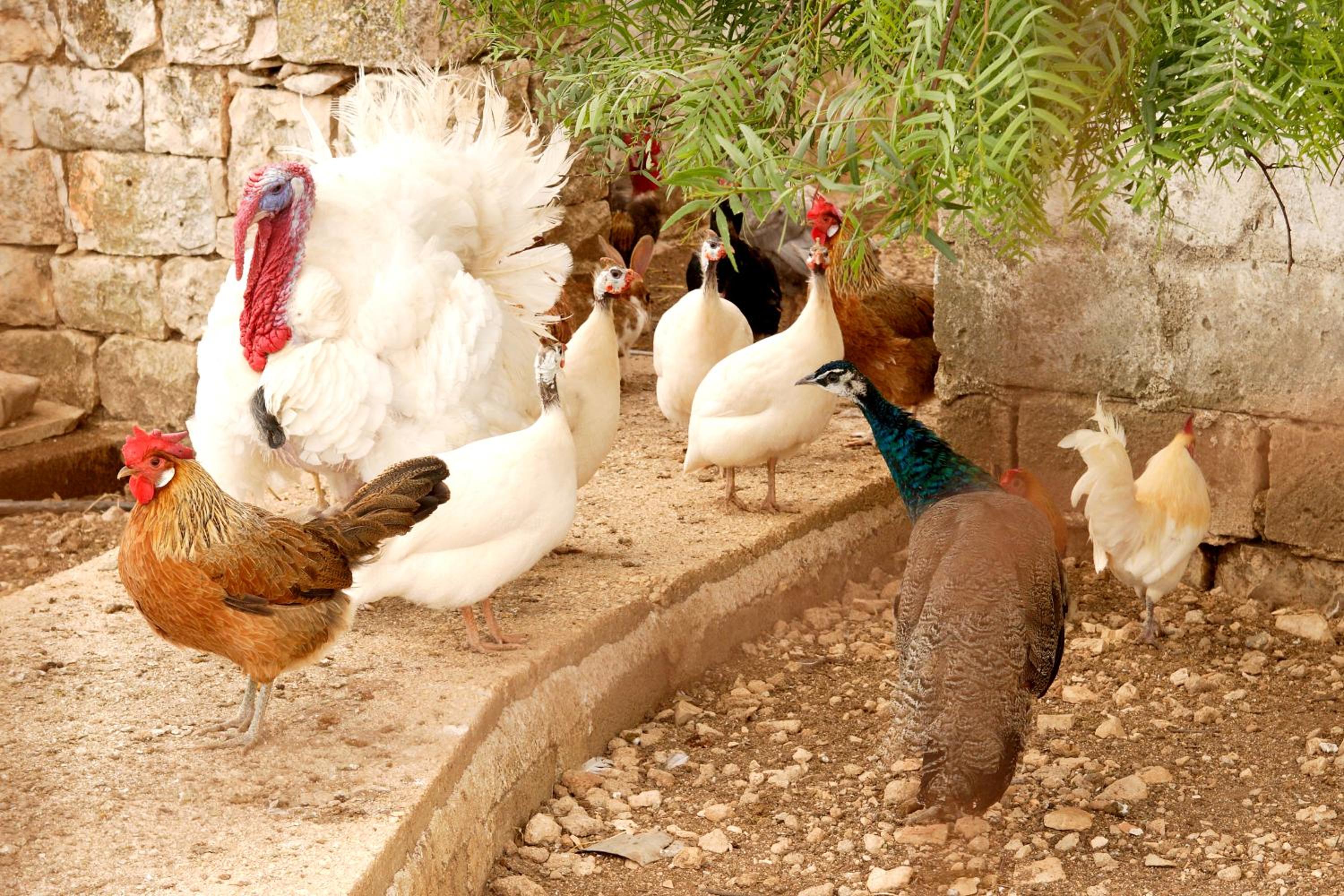 Masseria Curatori