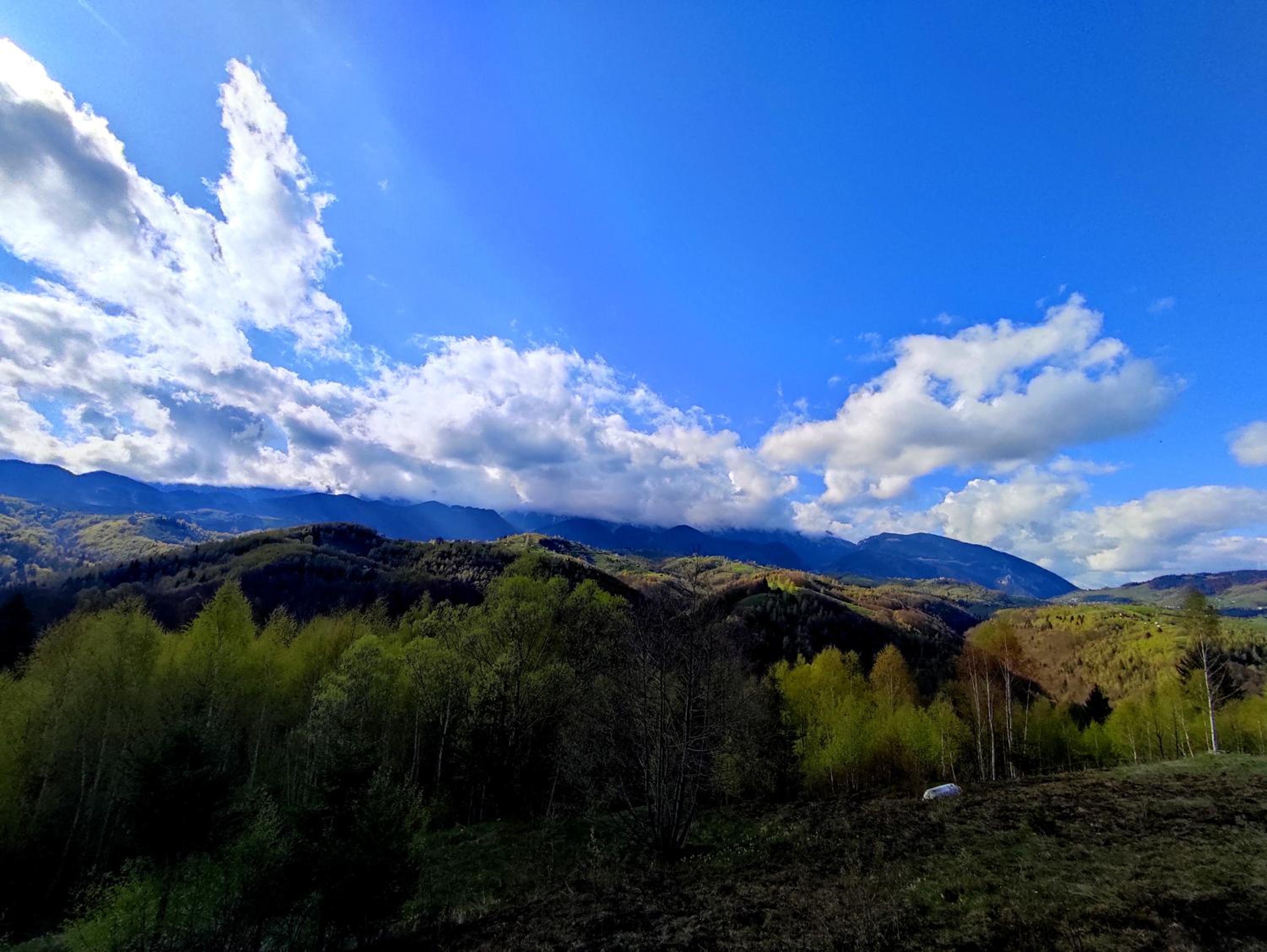 Cabana doi mesteceni