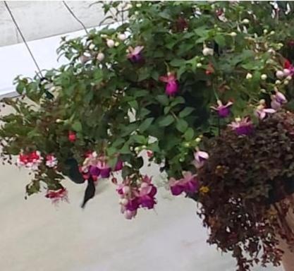 Cabaña el Faisán, Jardín de Dota
