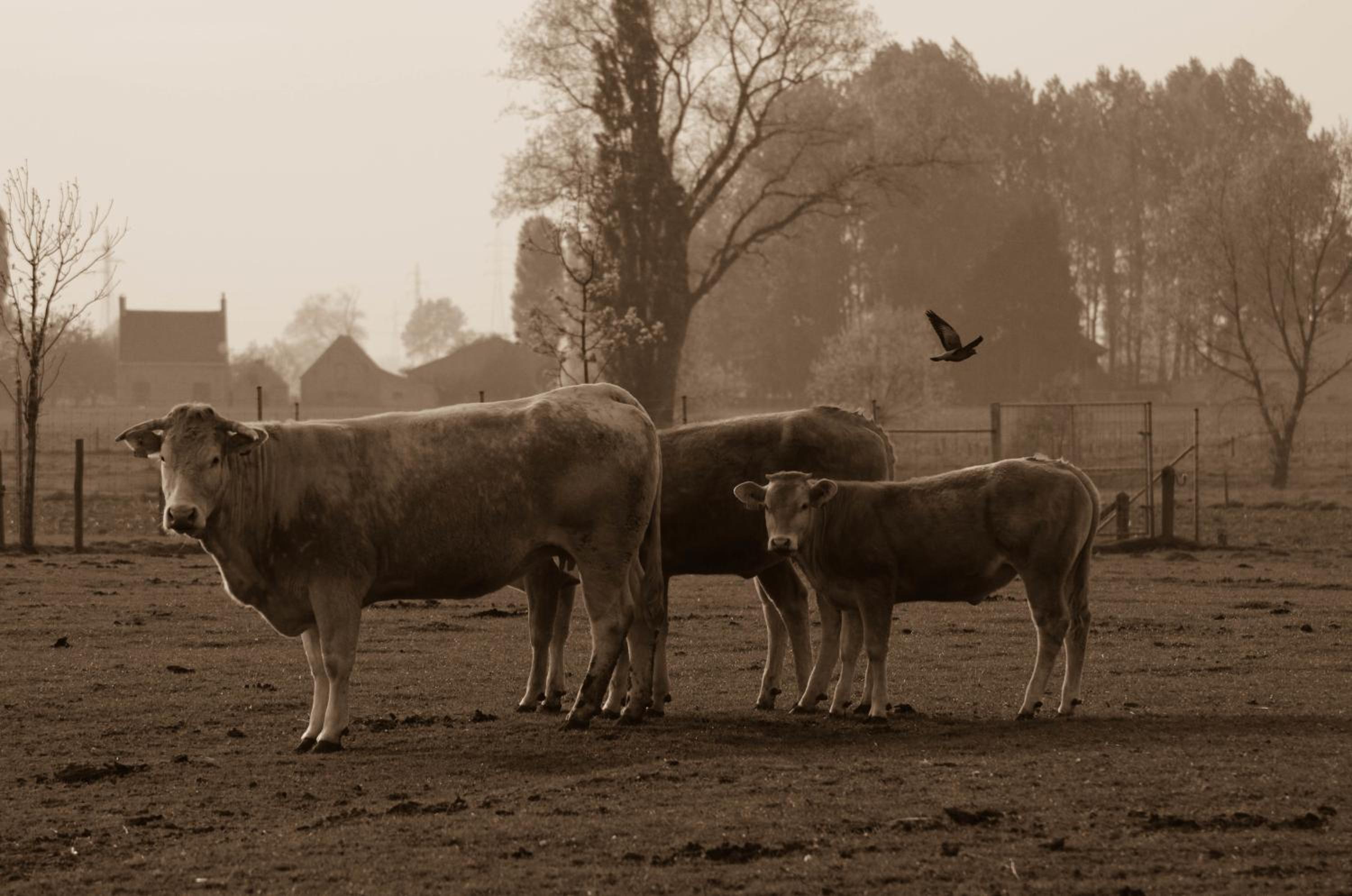 De Groote Waere