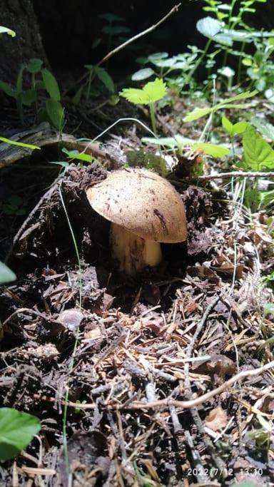 Melanija