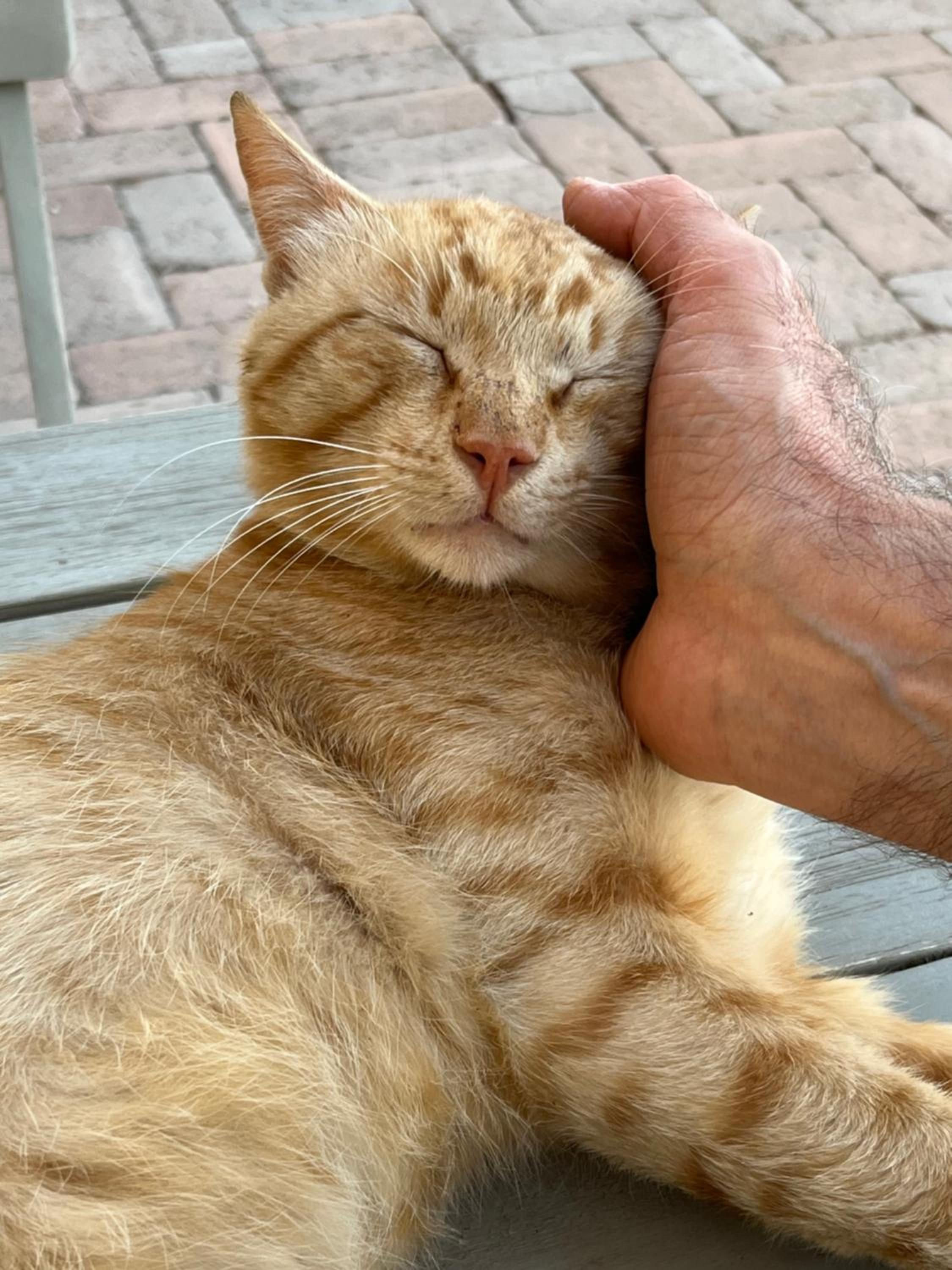 Residenze l'Alberata photo 3