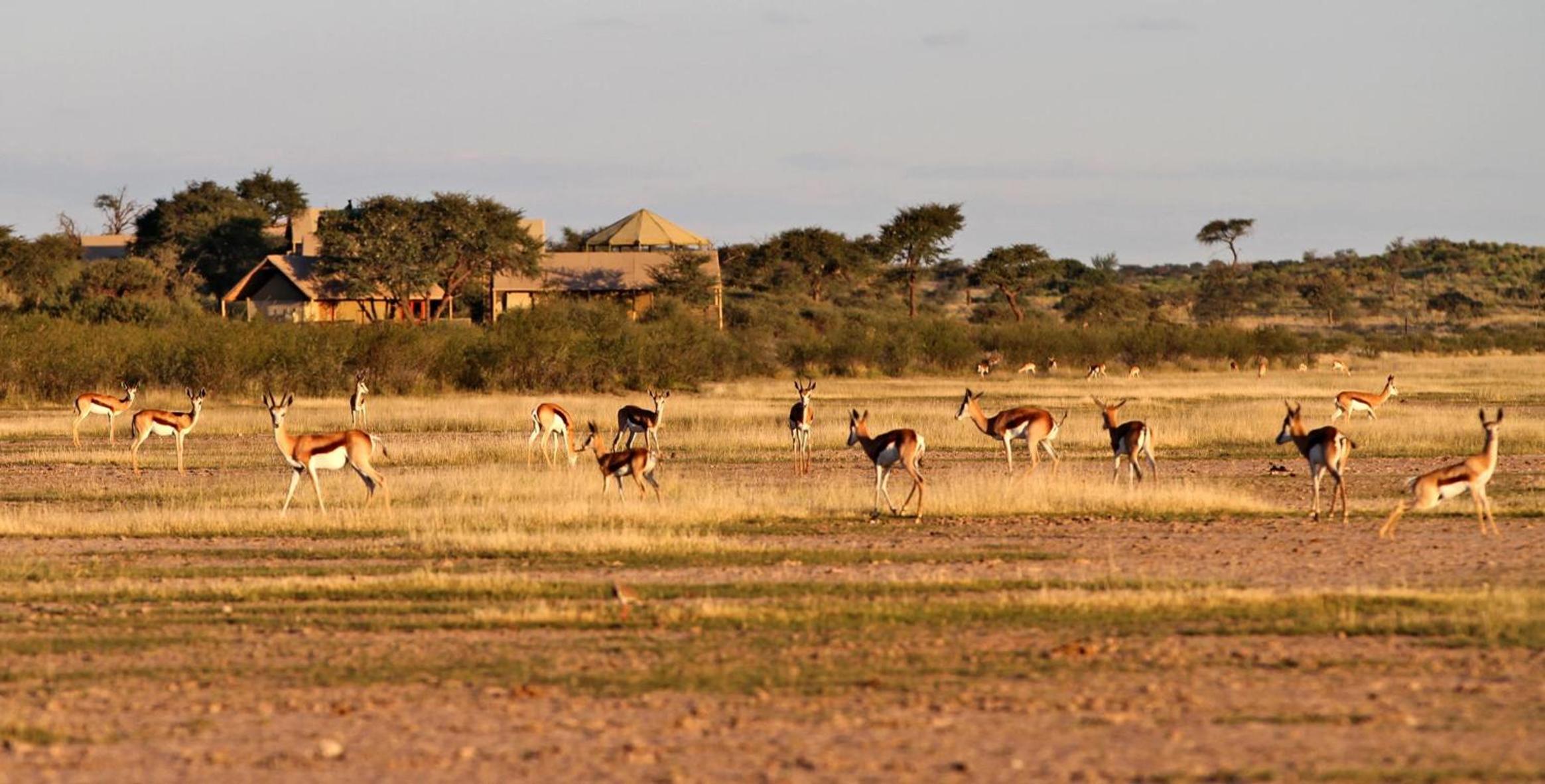 Suricate Tented Kalahari Lodge