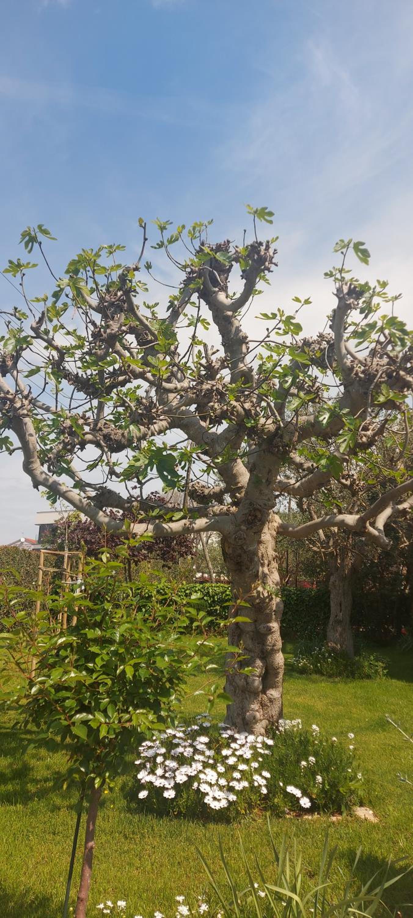 Olive Tree view 2