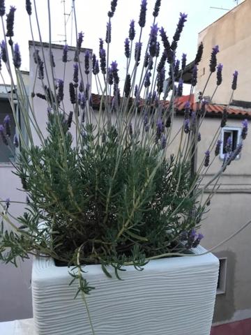 CASA ENRICA view 4