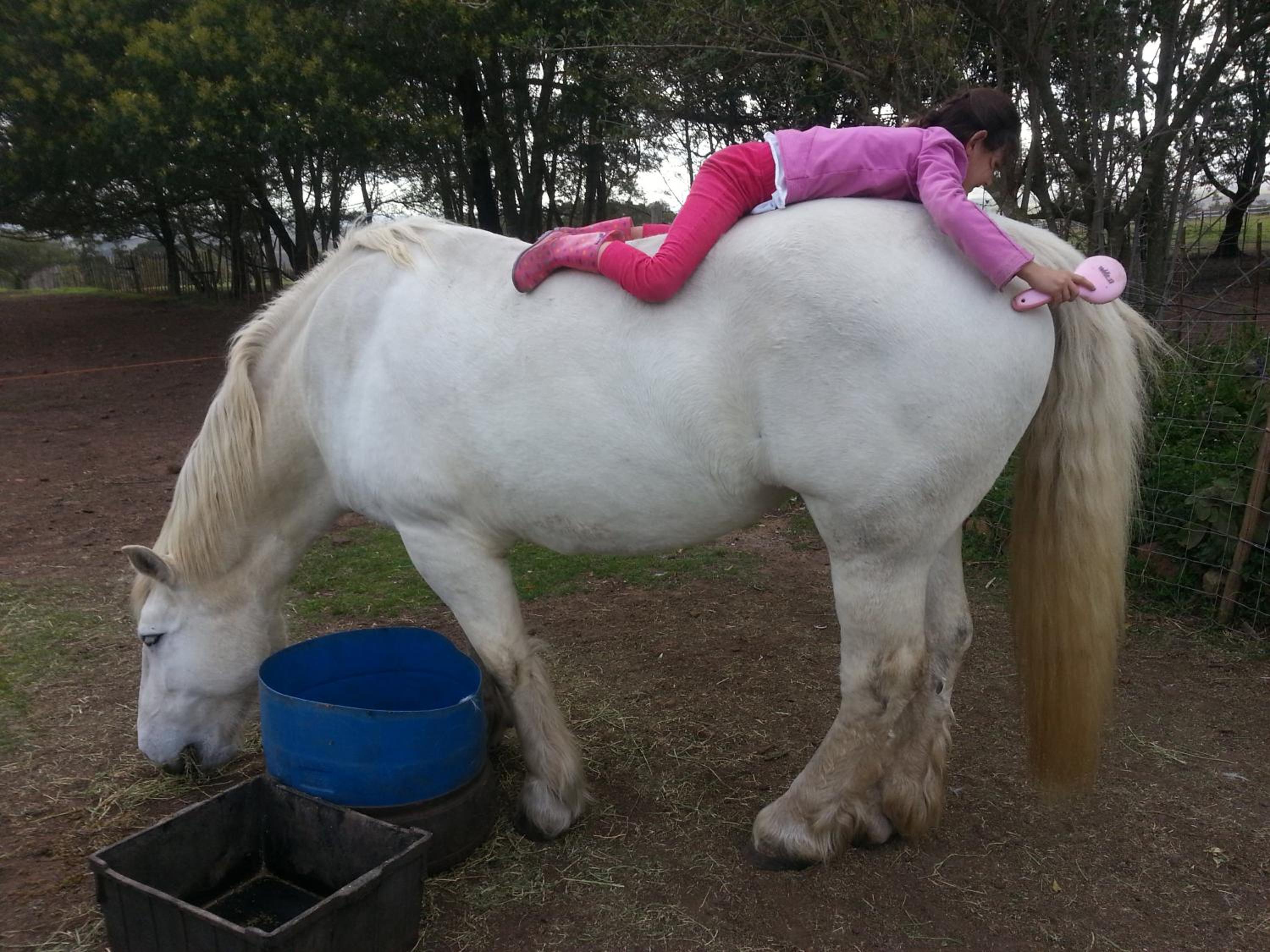 Outeniqua Moon Percheron Stud Farm