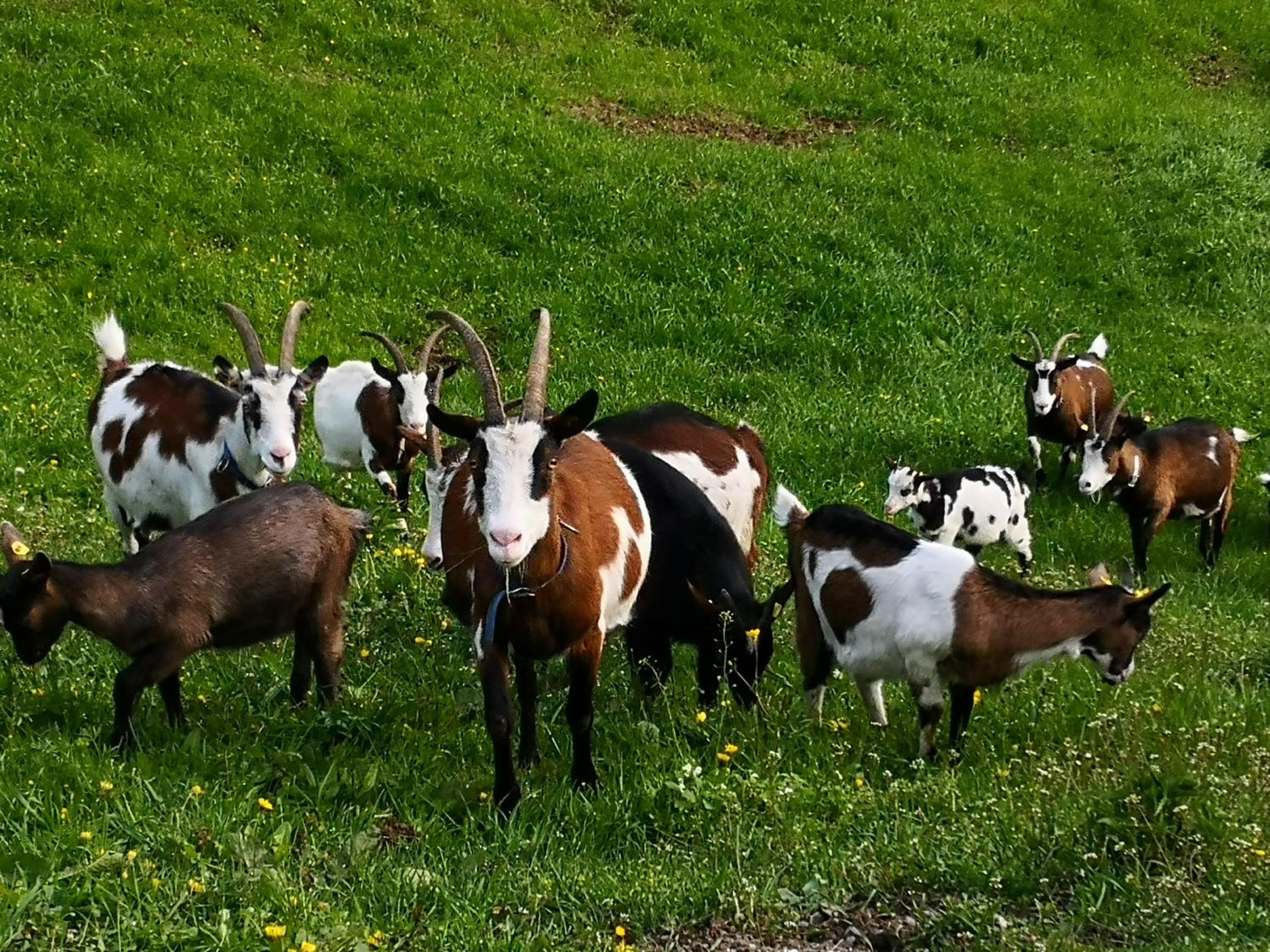 Wieserhof Tirol