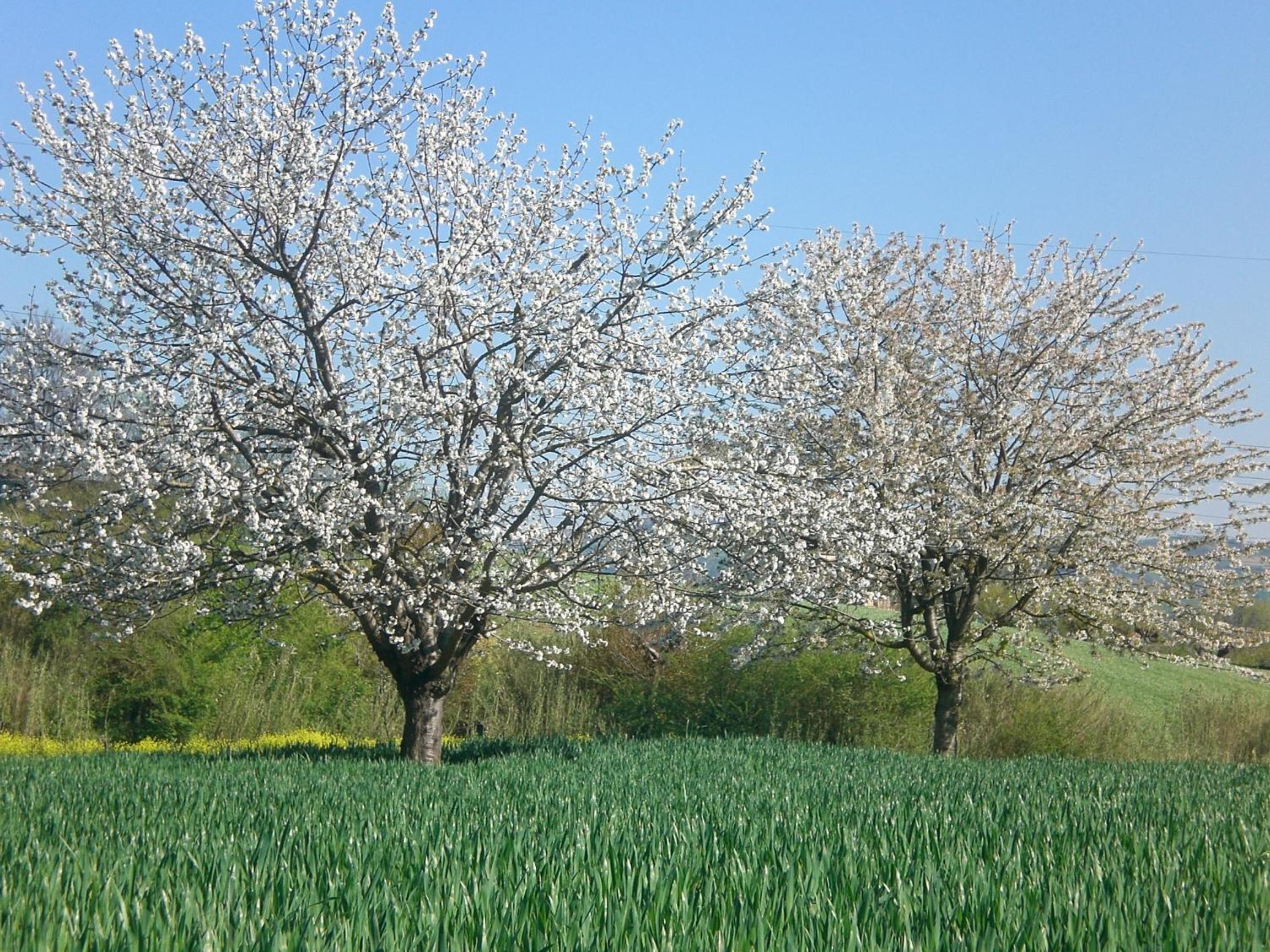 Photo 40