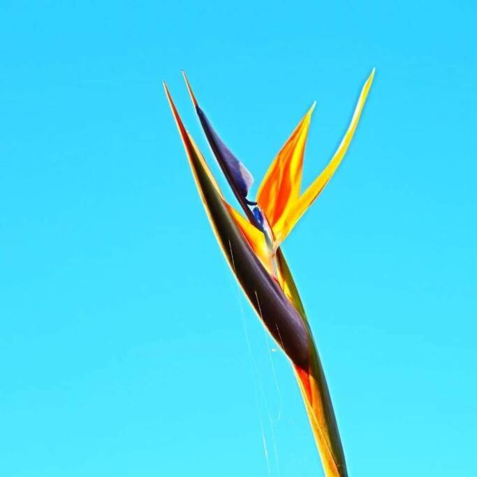 Photo 50
