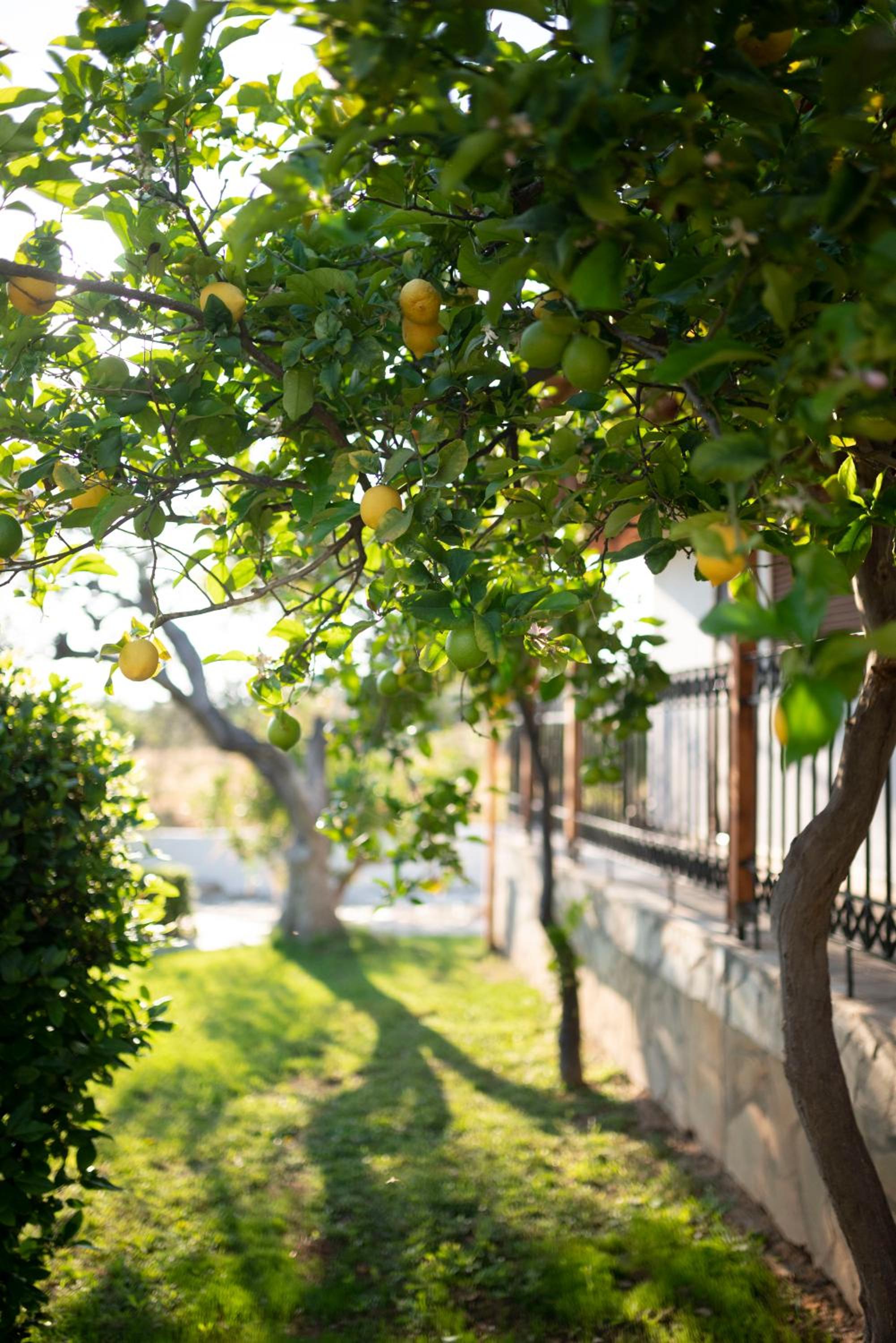 Green Garden