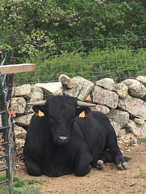 NIMA Navacerrada
