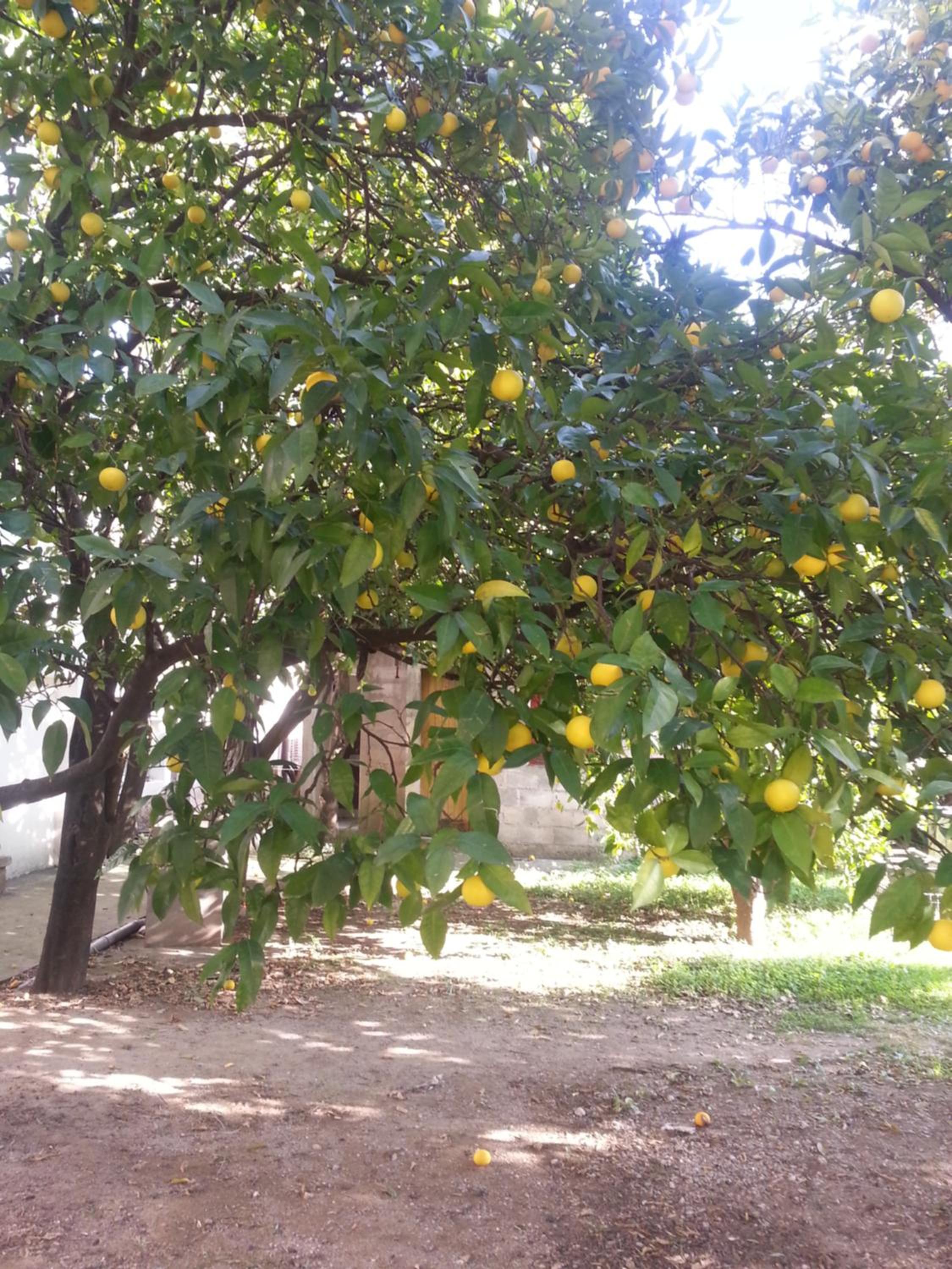 Vila Maslina Guesthouse