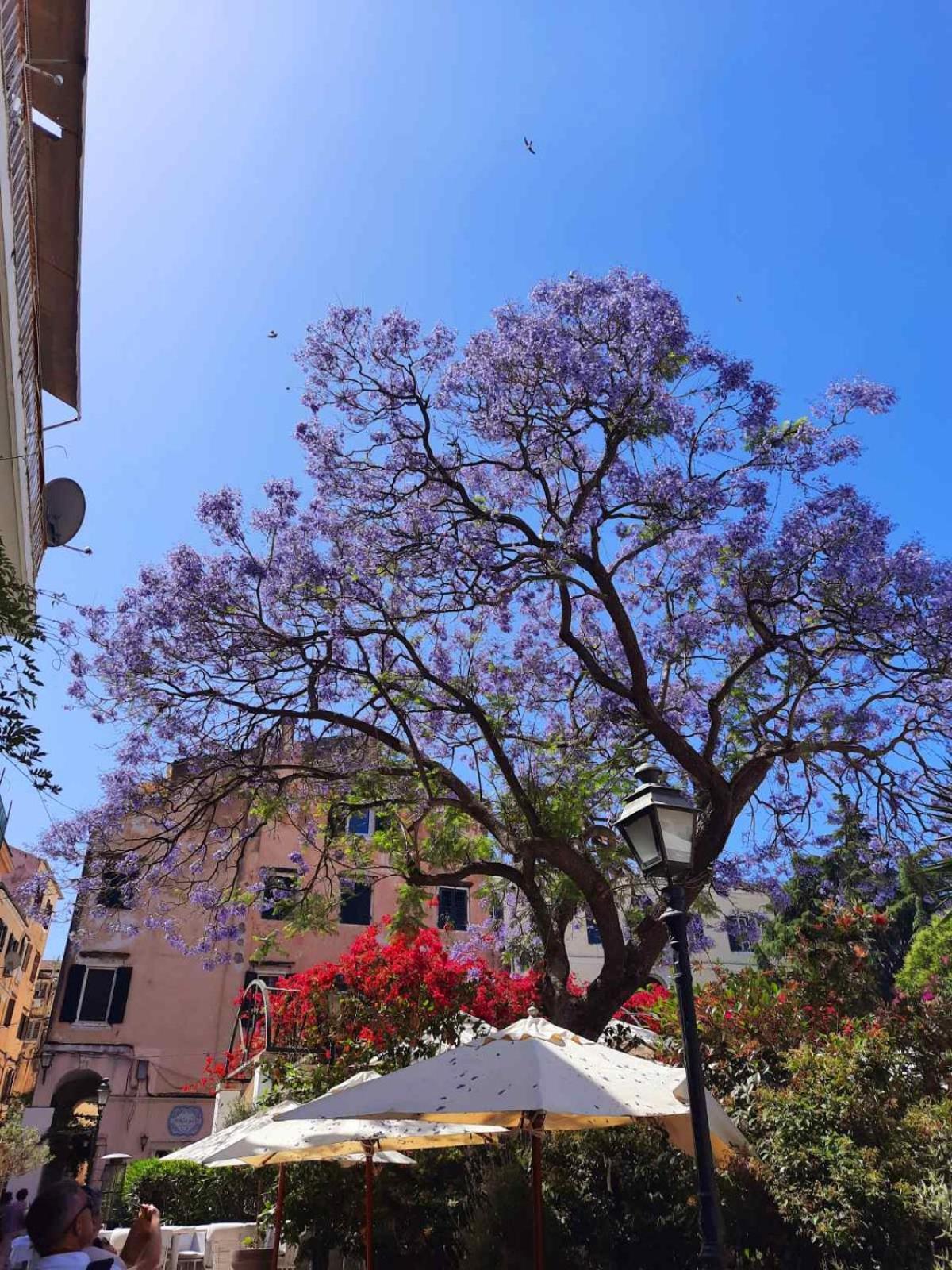 Jacaranda Corfu Old Town Apt view 4