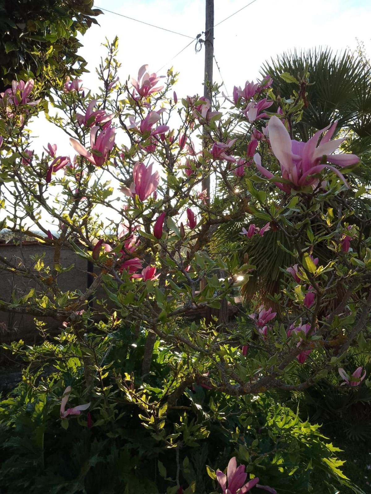 MAGNOLIA