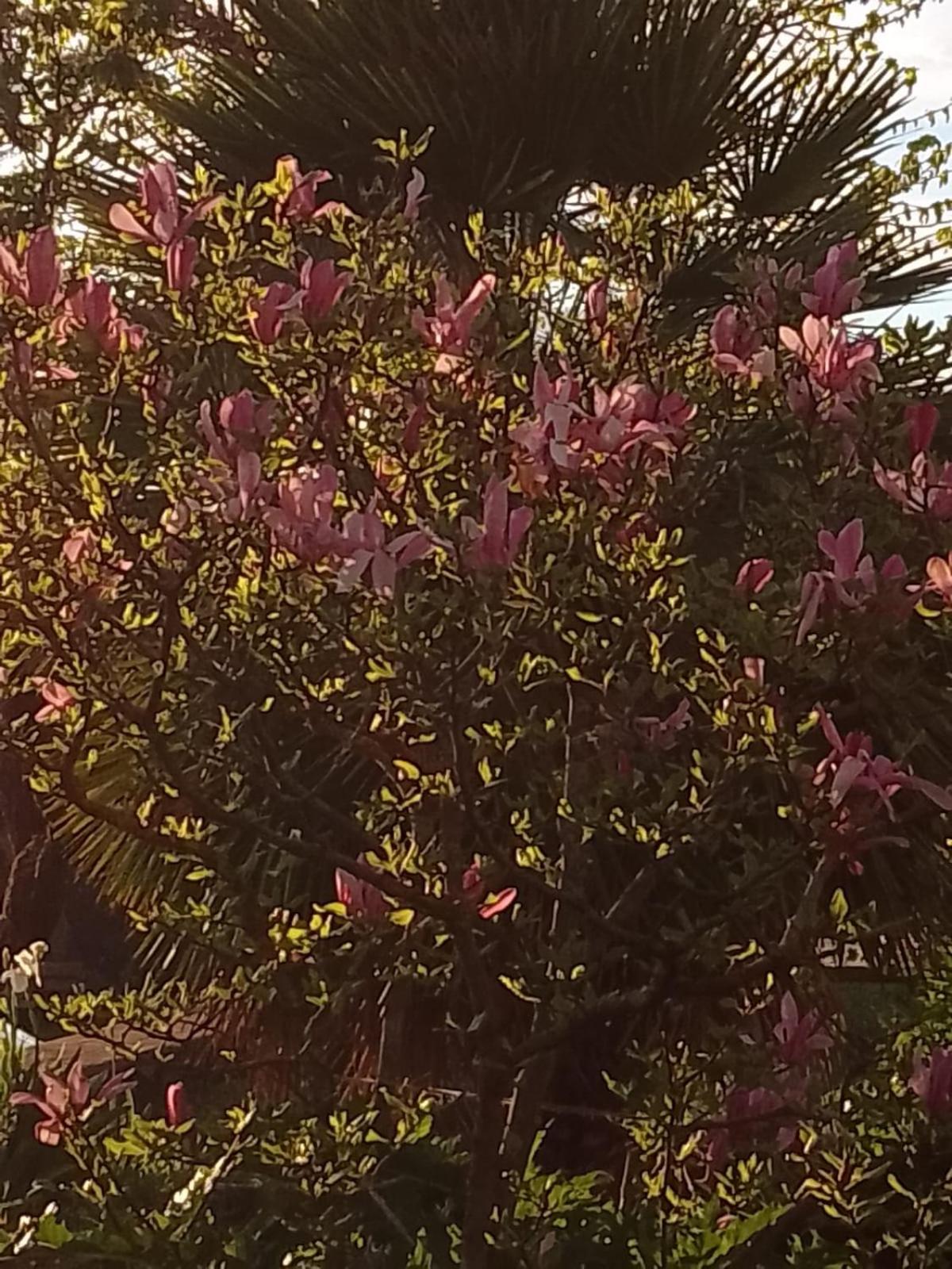 MAGNOLIA