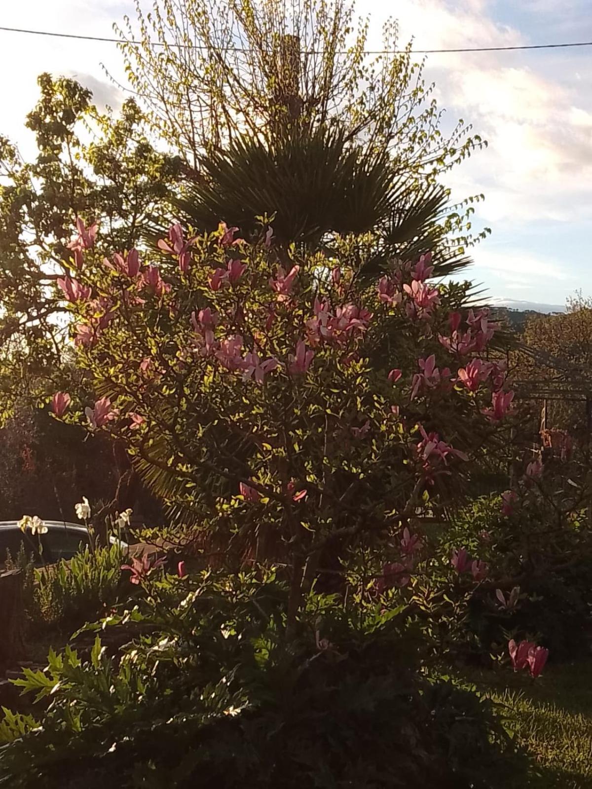 MAGNOLIA