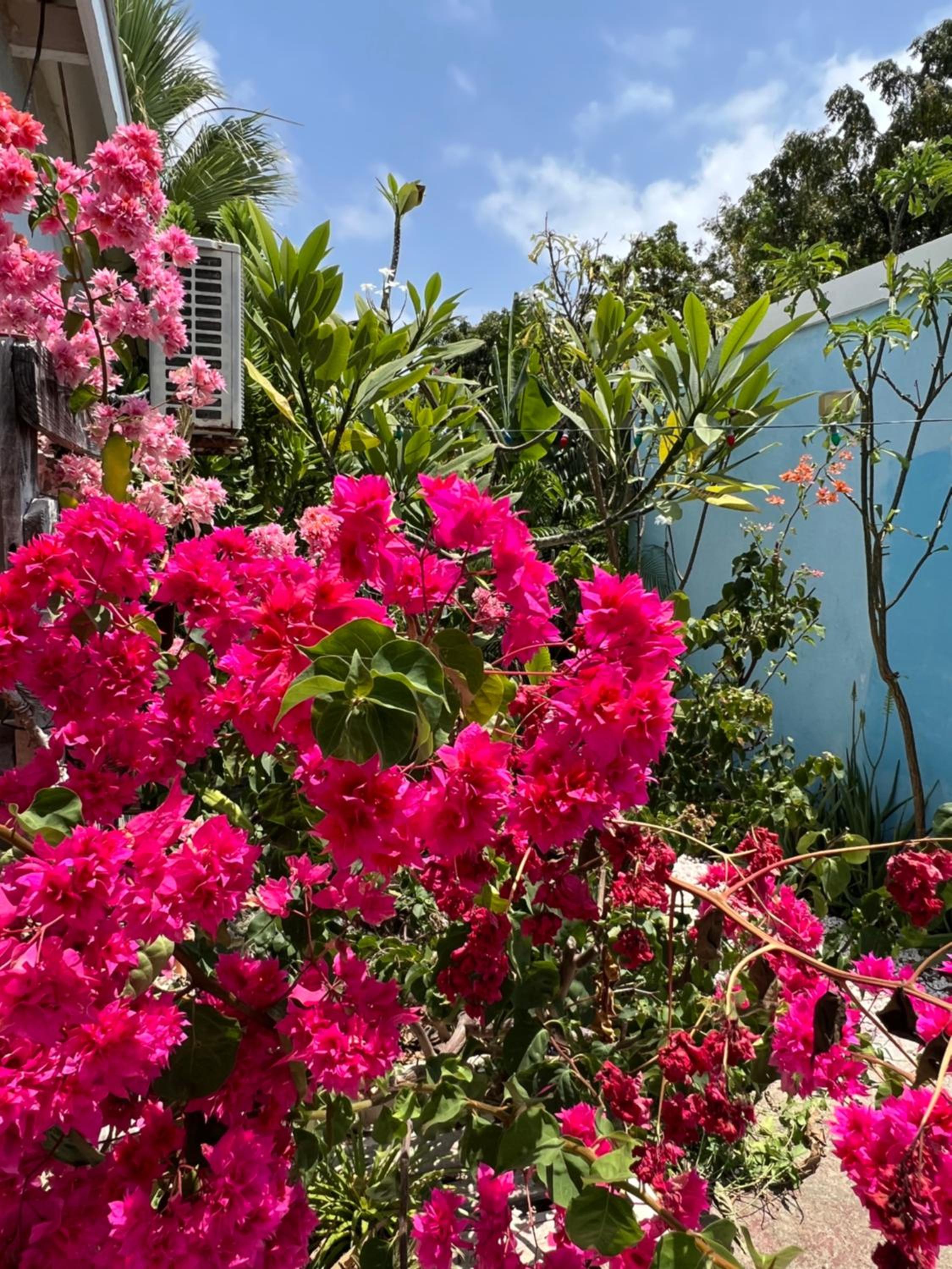 Tropical Breeze 
