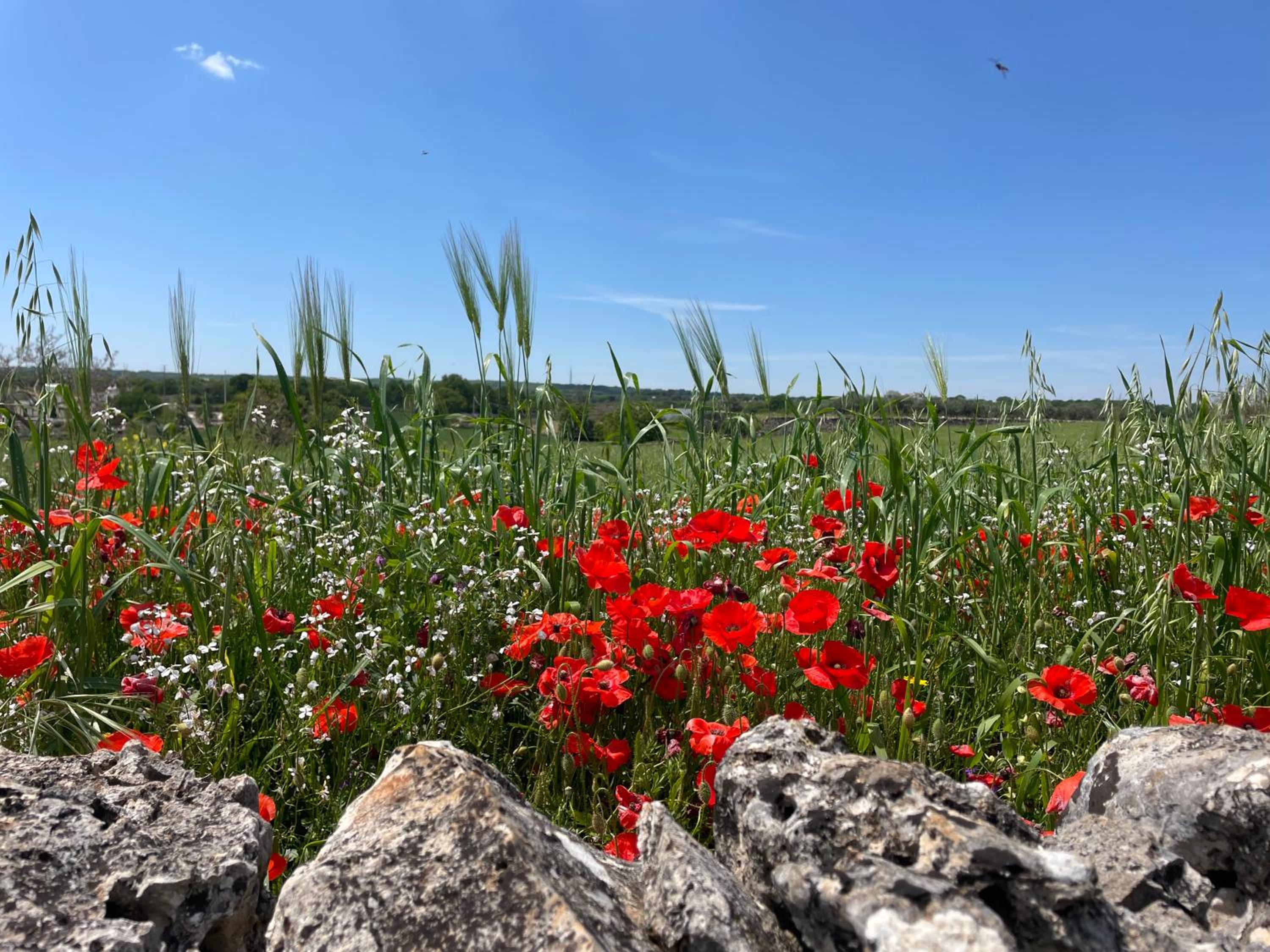 Trullo Trullallero