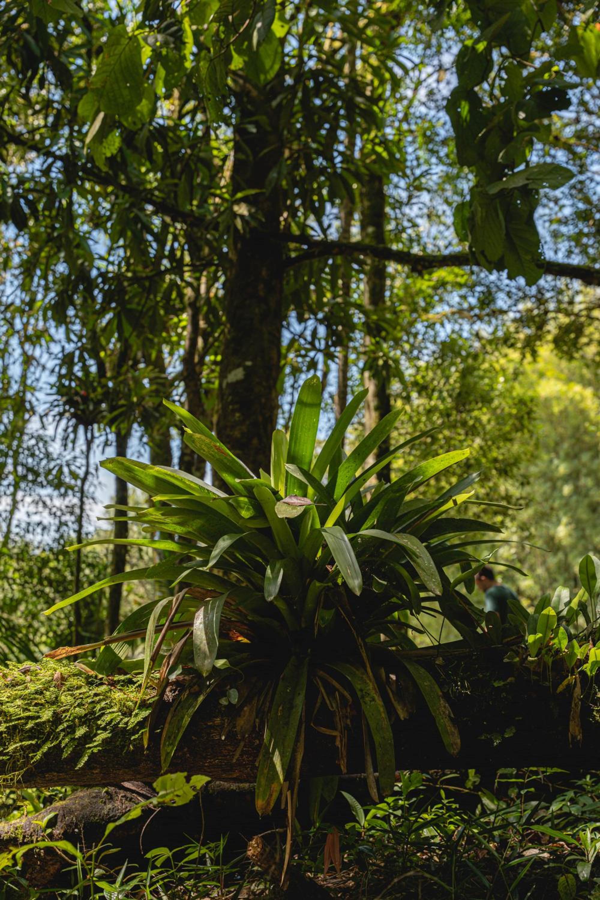 Reserva Mata Grande - Nature Park