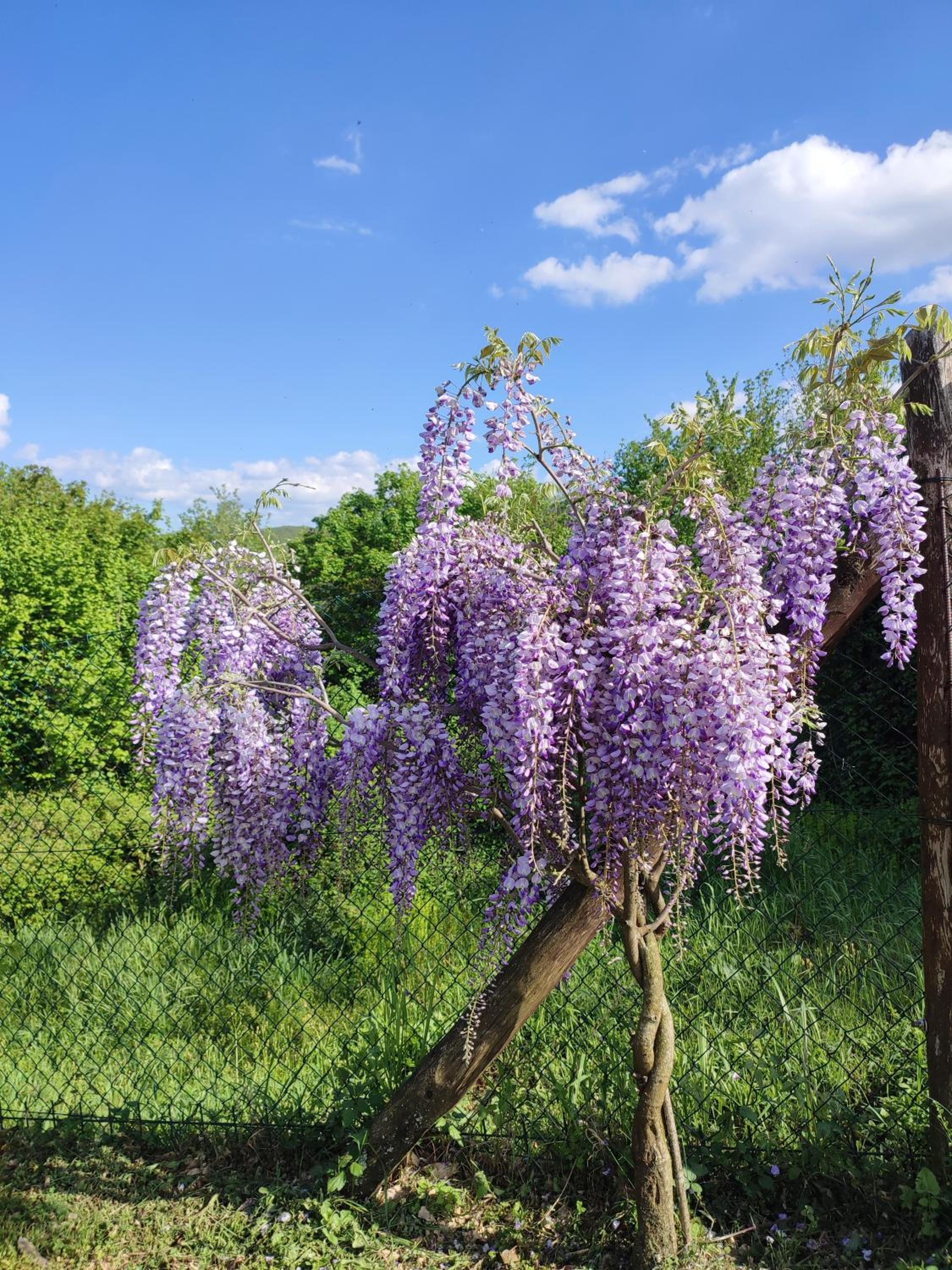 Podere Verdi Colline