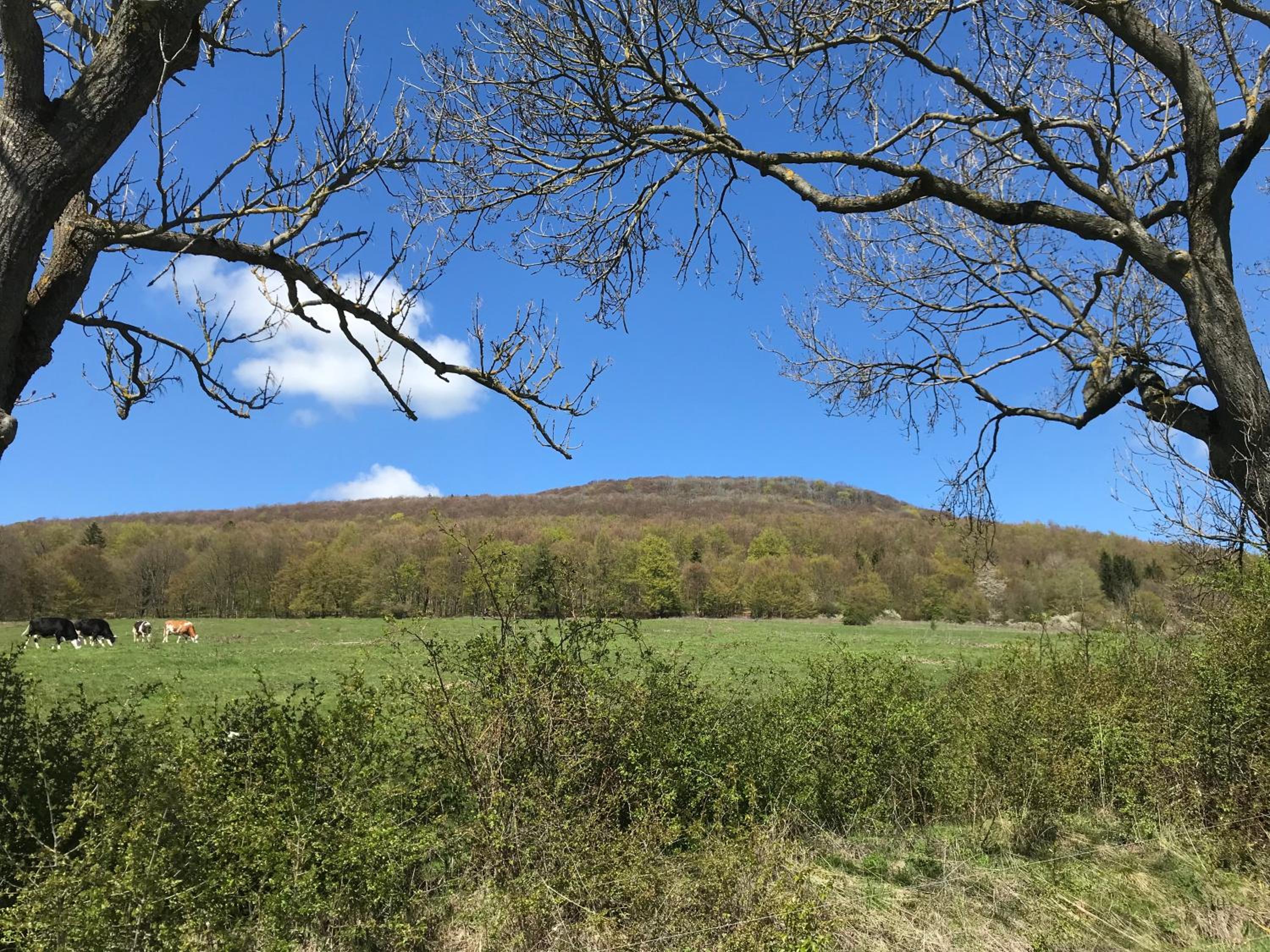 Rhön - Nestchen view 5