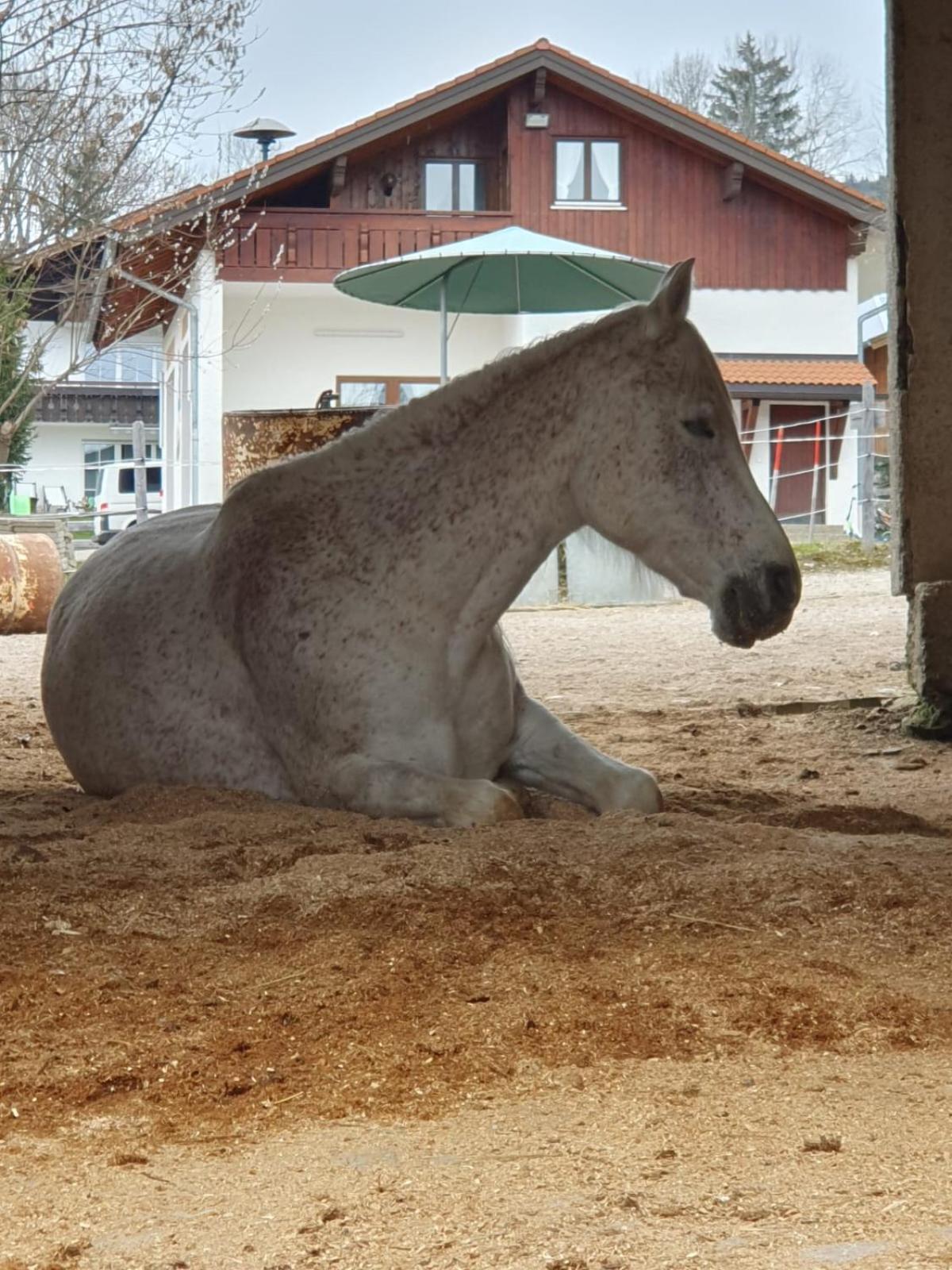 Ponyhof Schöllang