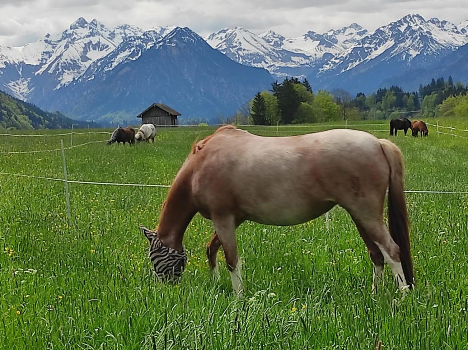 Ponyhof Schöllang