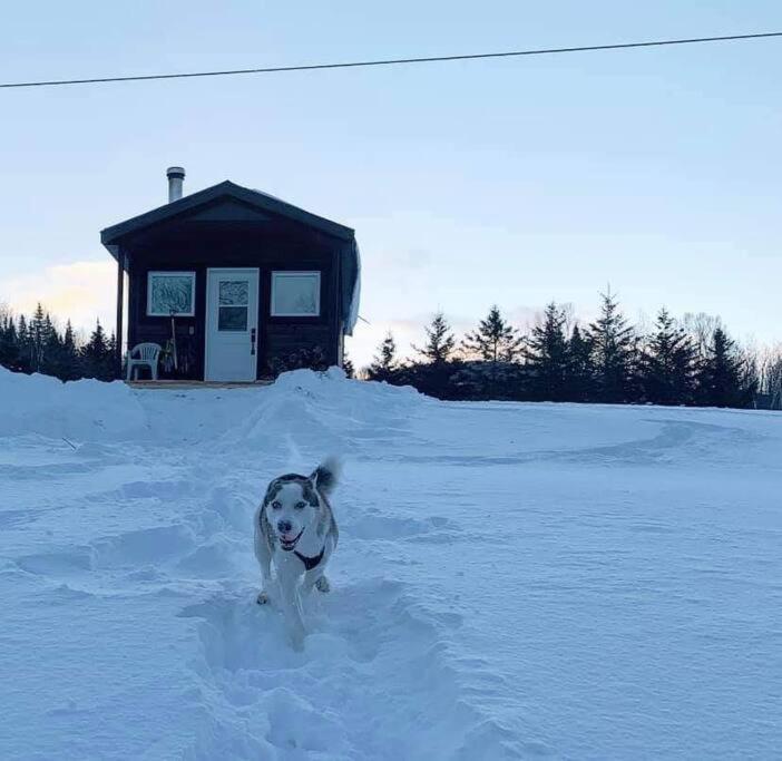 Chalet le Coyote Lac, Micro Ferme, Sentier Du Domaine, Vue Sur Les Monts, Idéal 2 4 Personnes