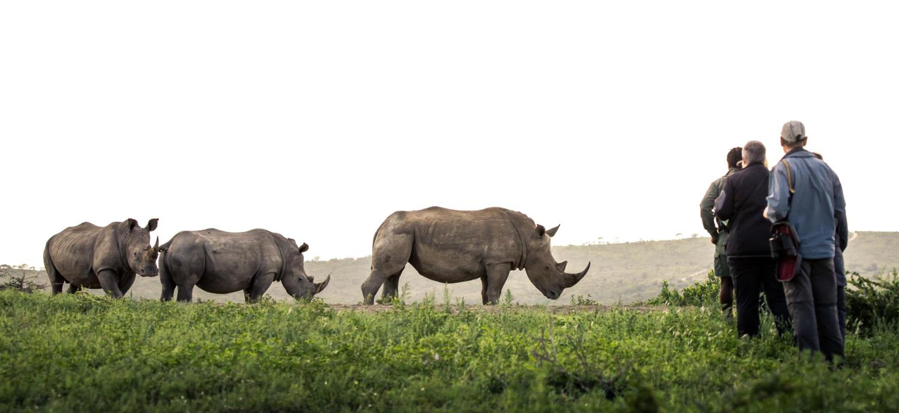 Rhino Ridge Safari Lodge