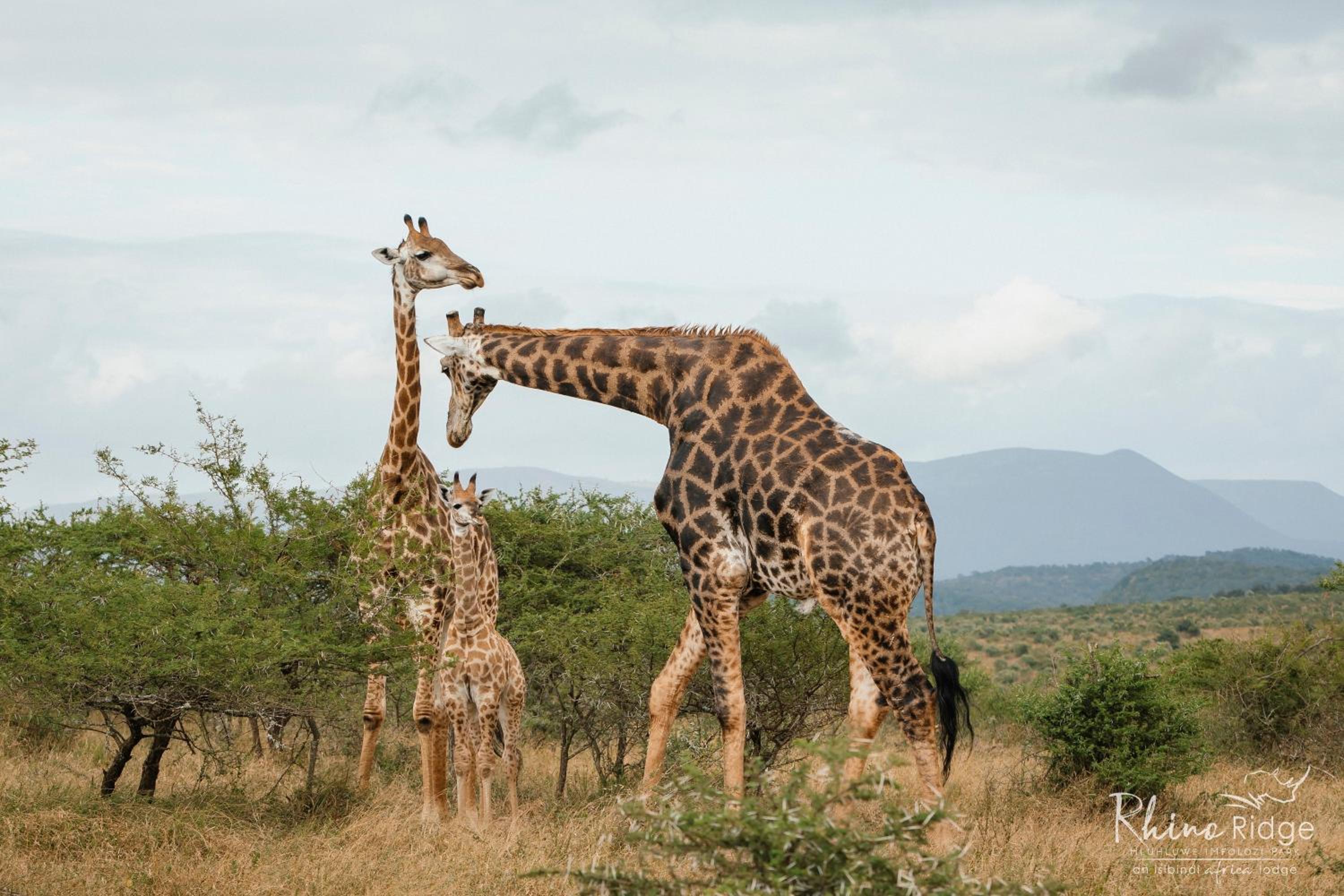 Rhino Ridge Safari Lodge