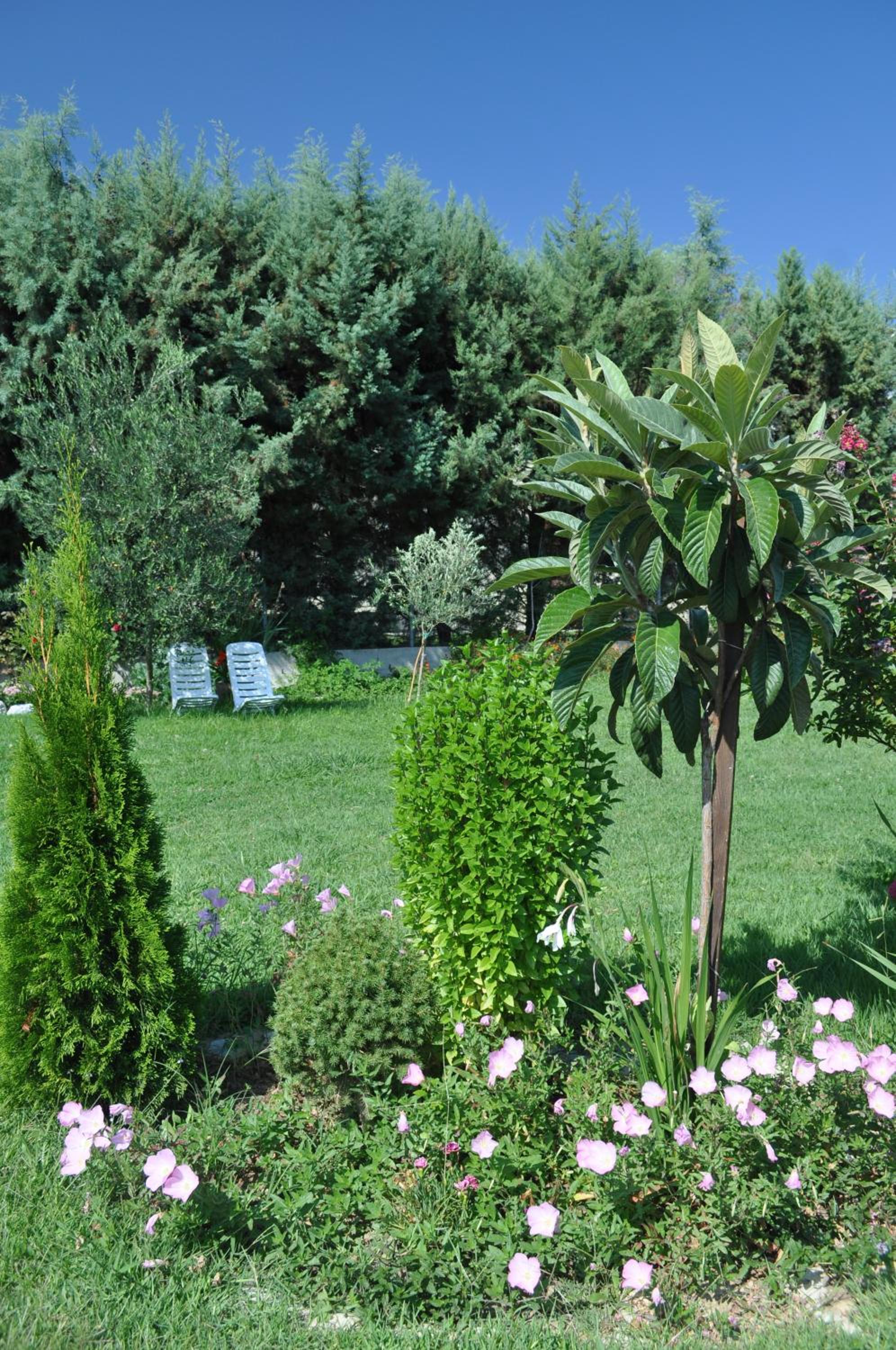 Fofi's garden