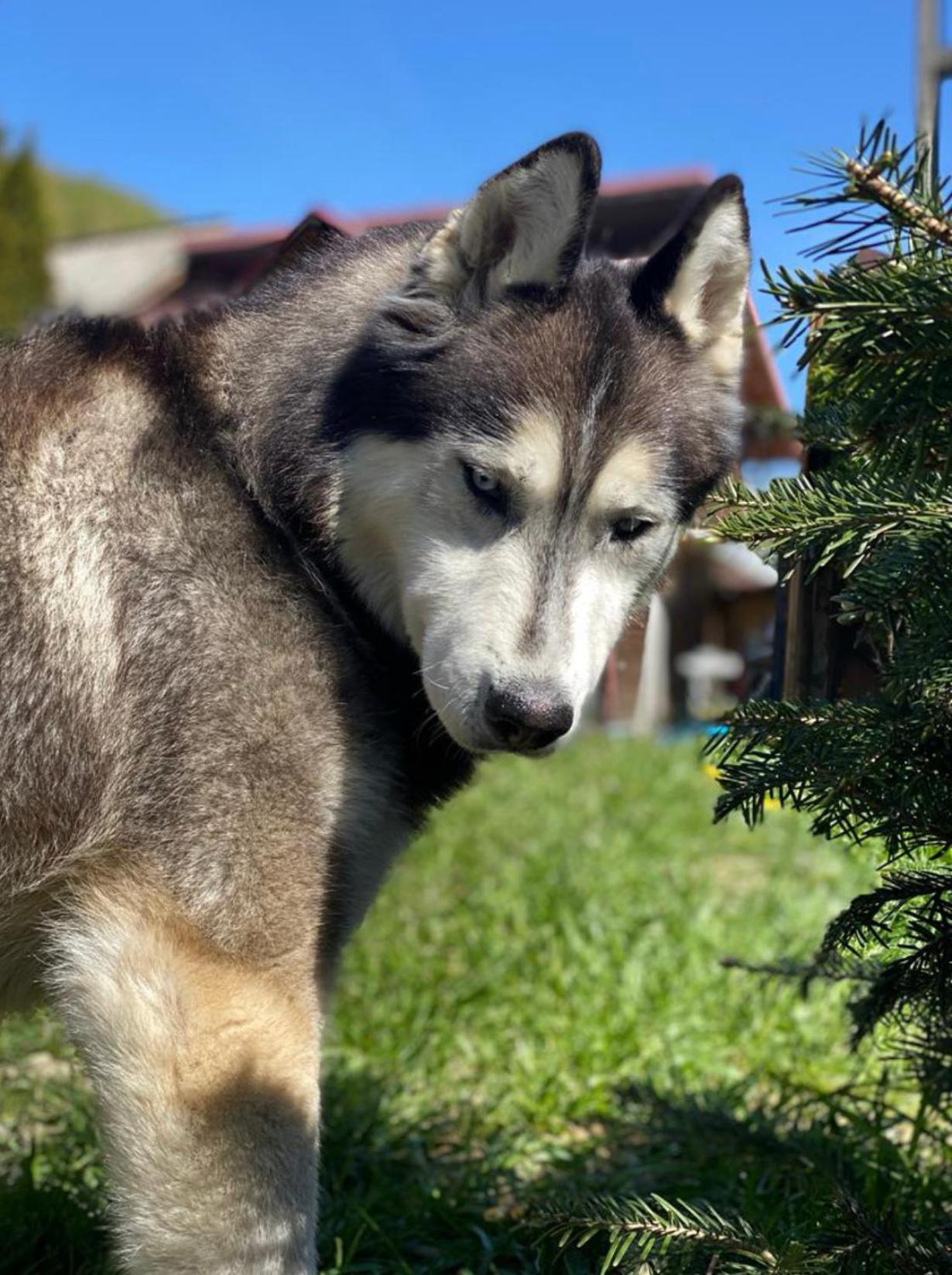 Chalet Husky-Pet Friendly&Private