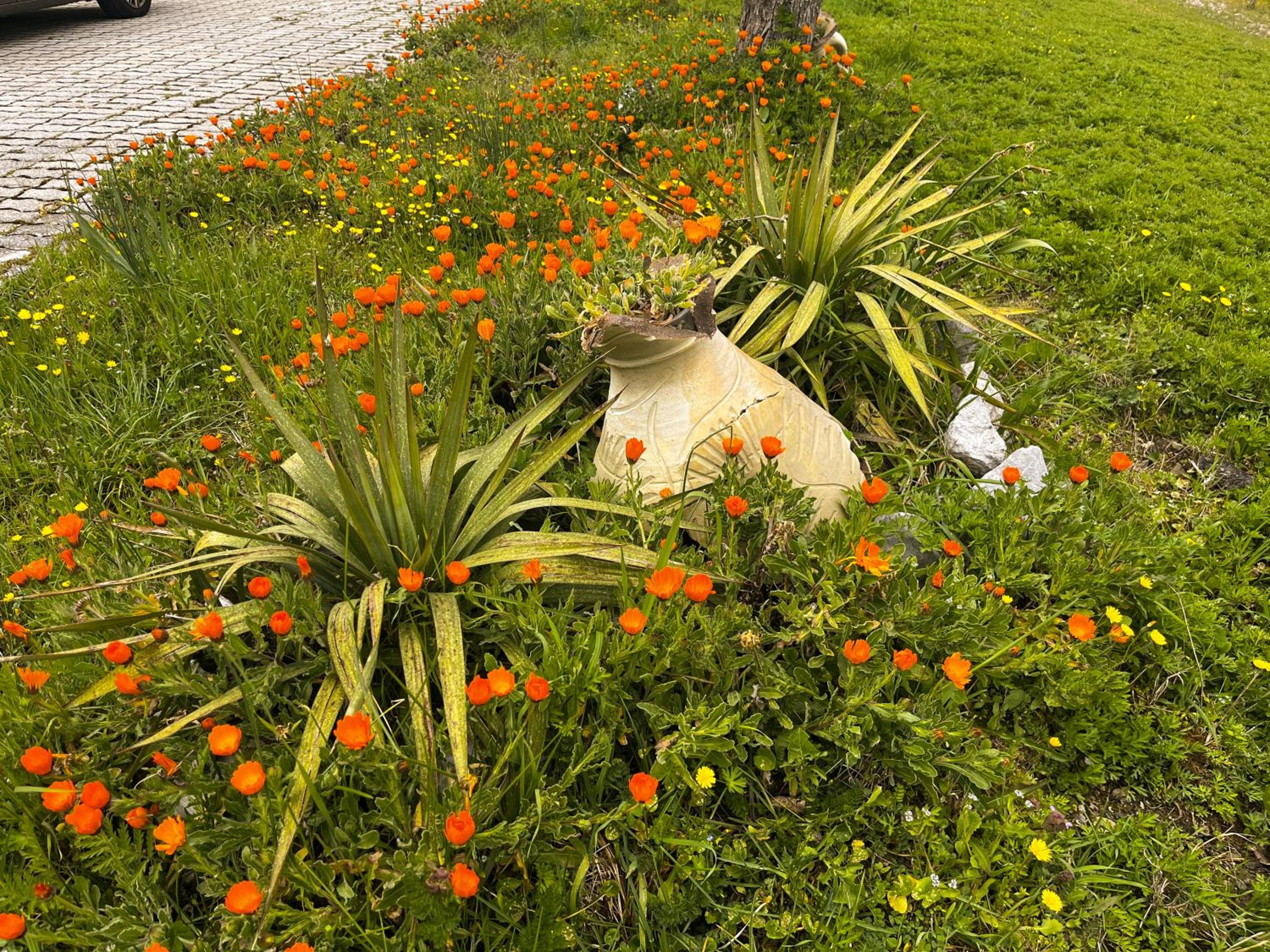Il Giardino di Vincenzina B&B view 4