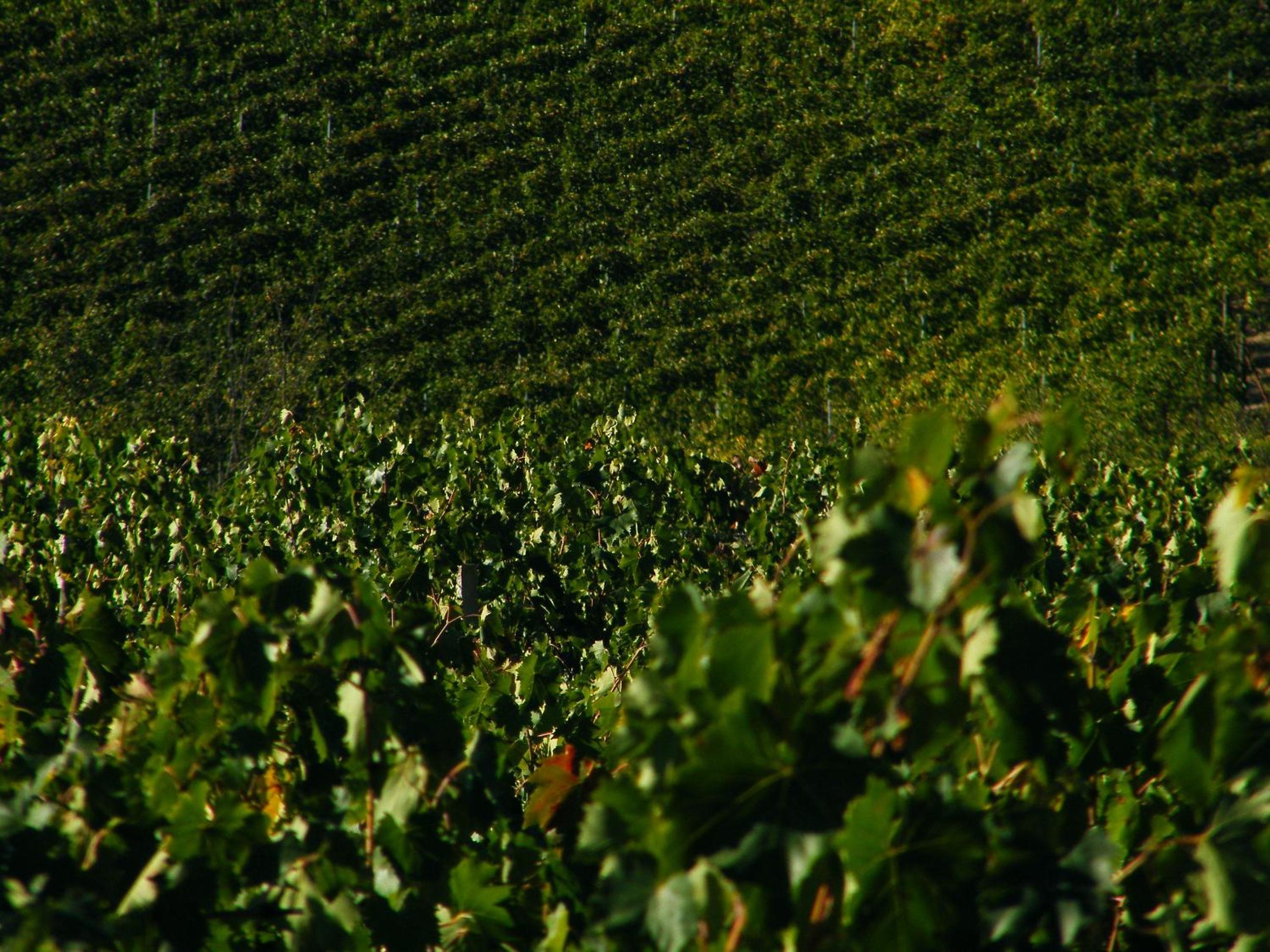 Agriturismo Montegonfoli