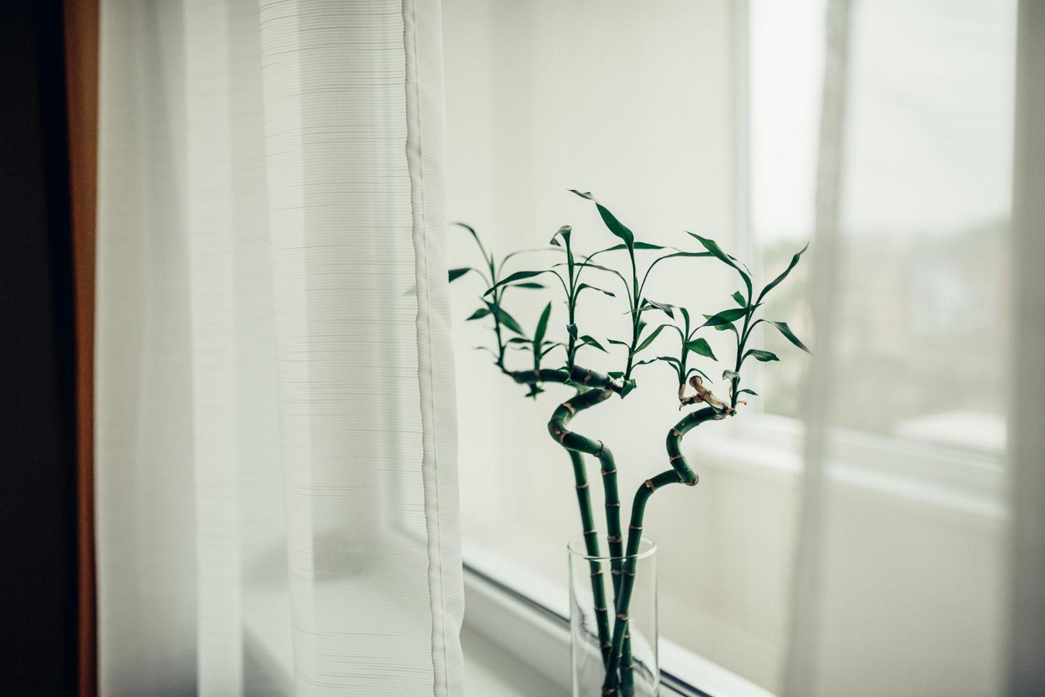 Pine Apartment