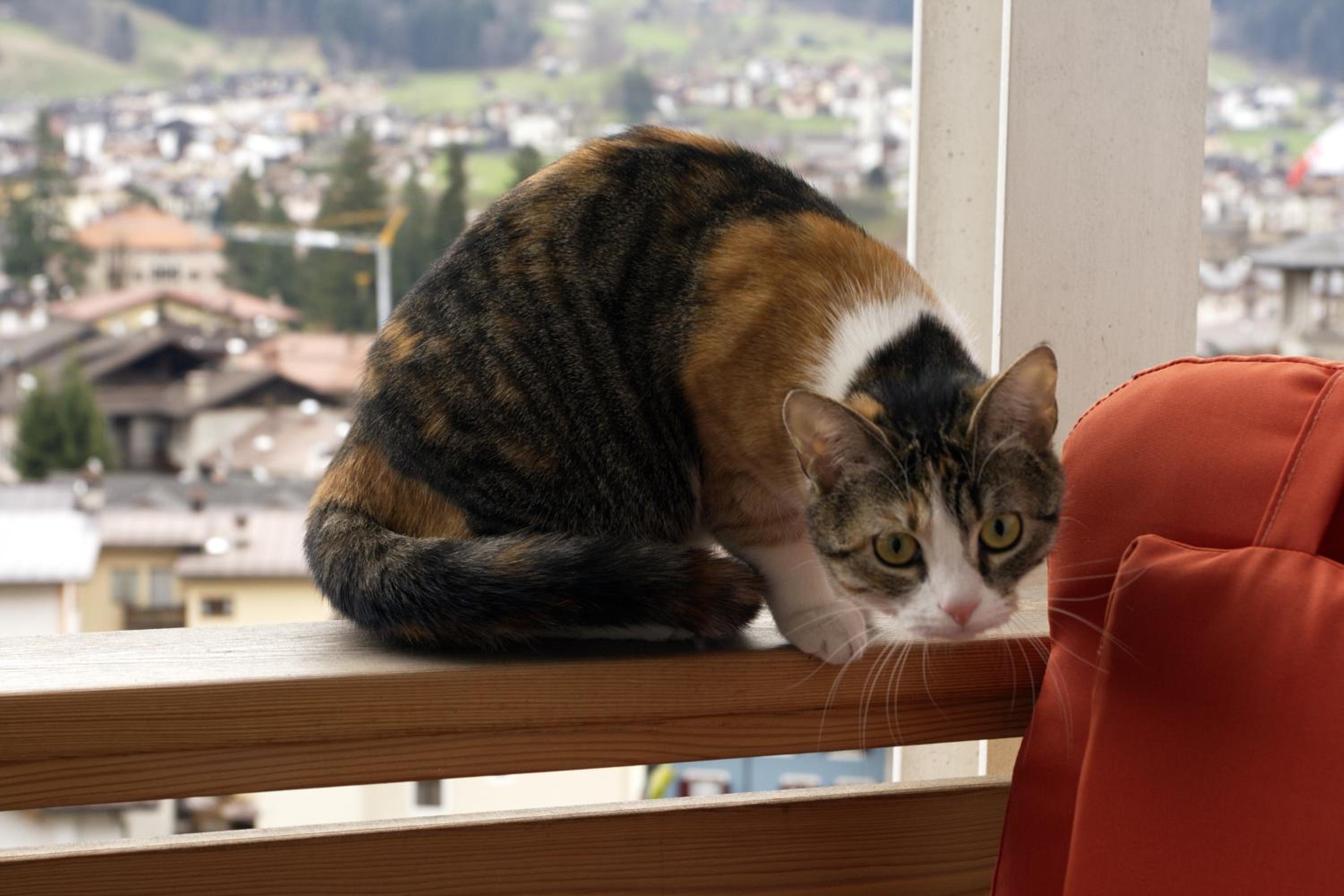 MinaVill La Casa Sulle Dolomiti