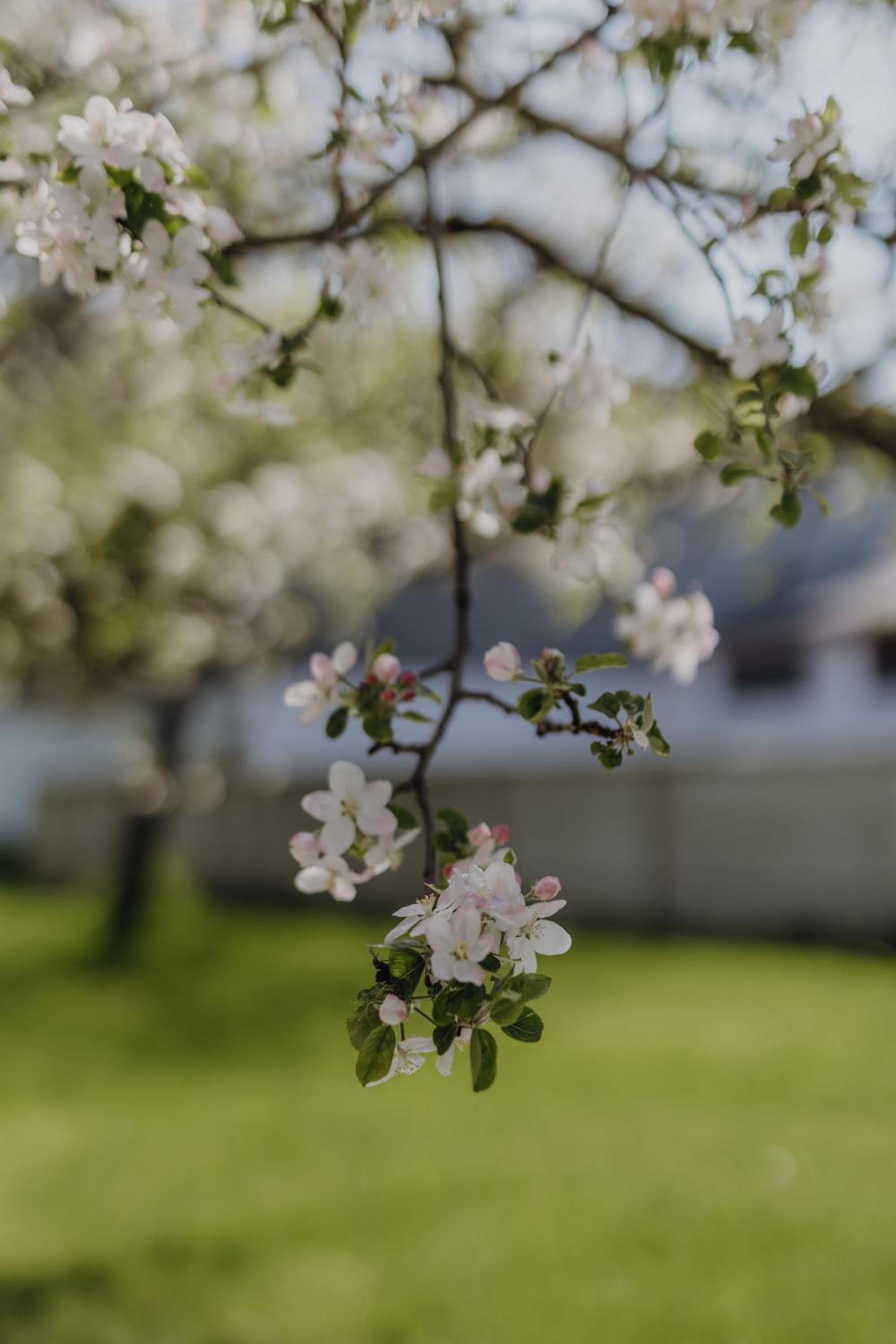 Chalet im Obstgarten