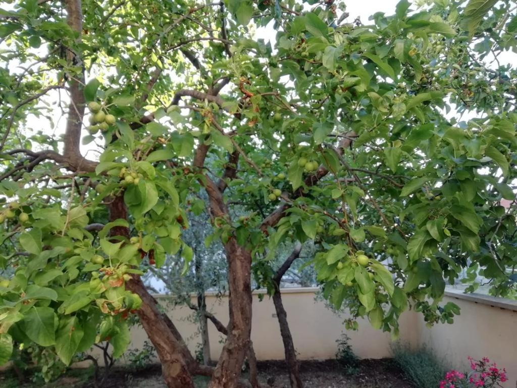 Apartman Mirna