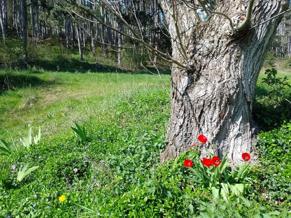 Penzion Litohlavy 17 - Na samotě u lesa