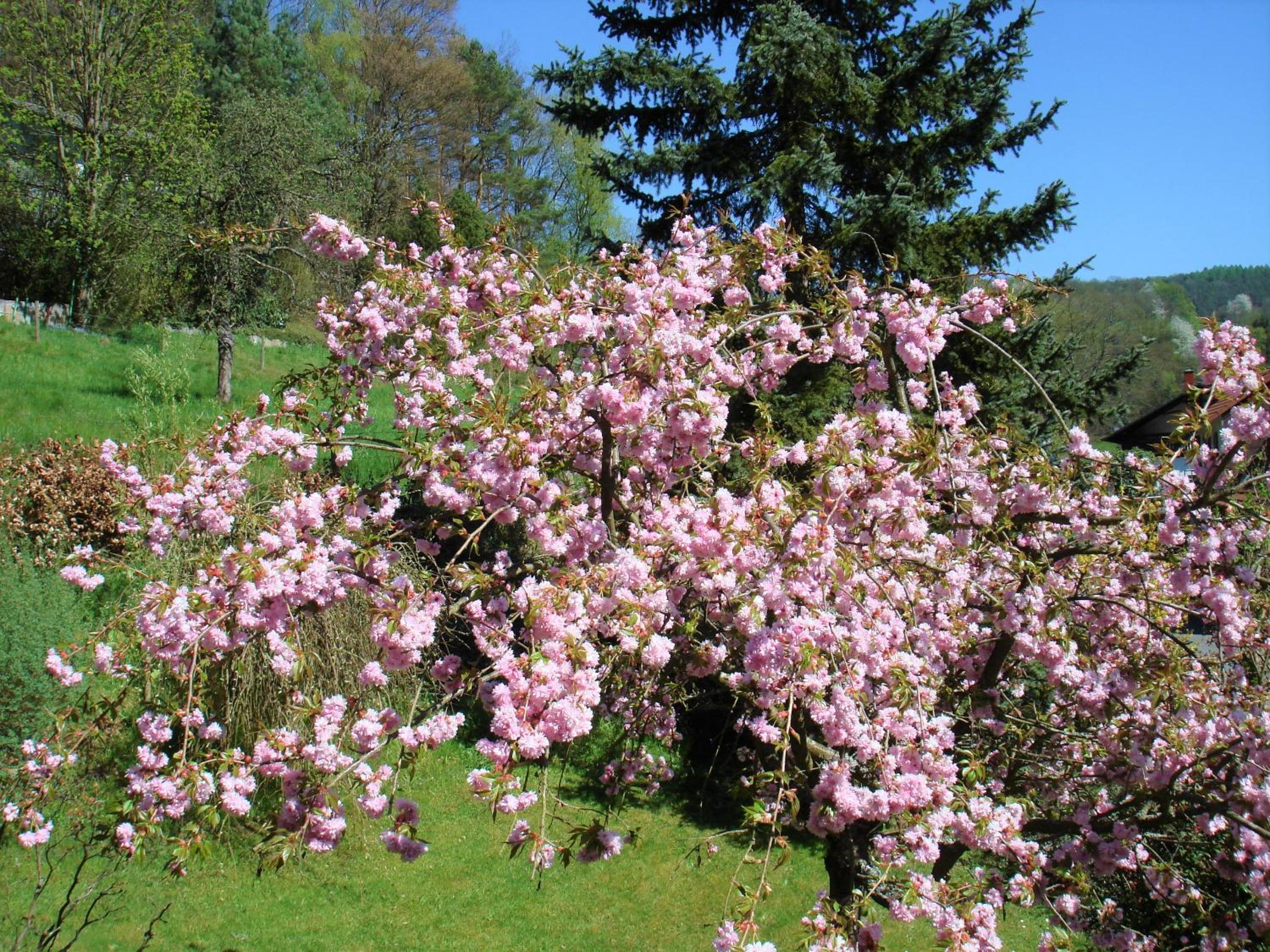 Ferienwohnung Haus Sommerberg view 5