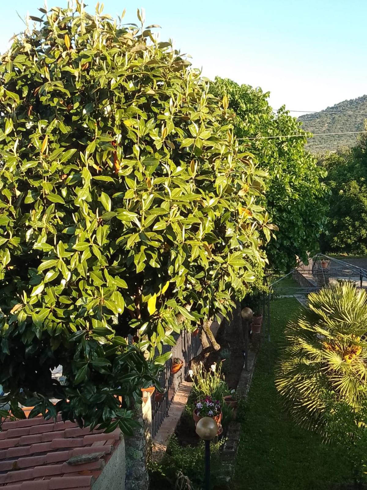 MAGNOLIA