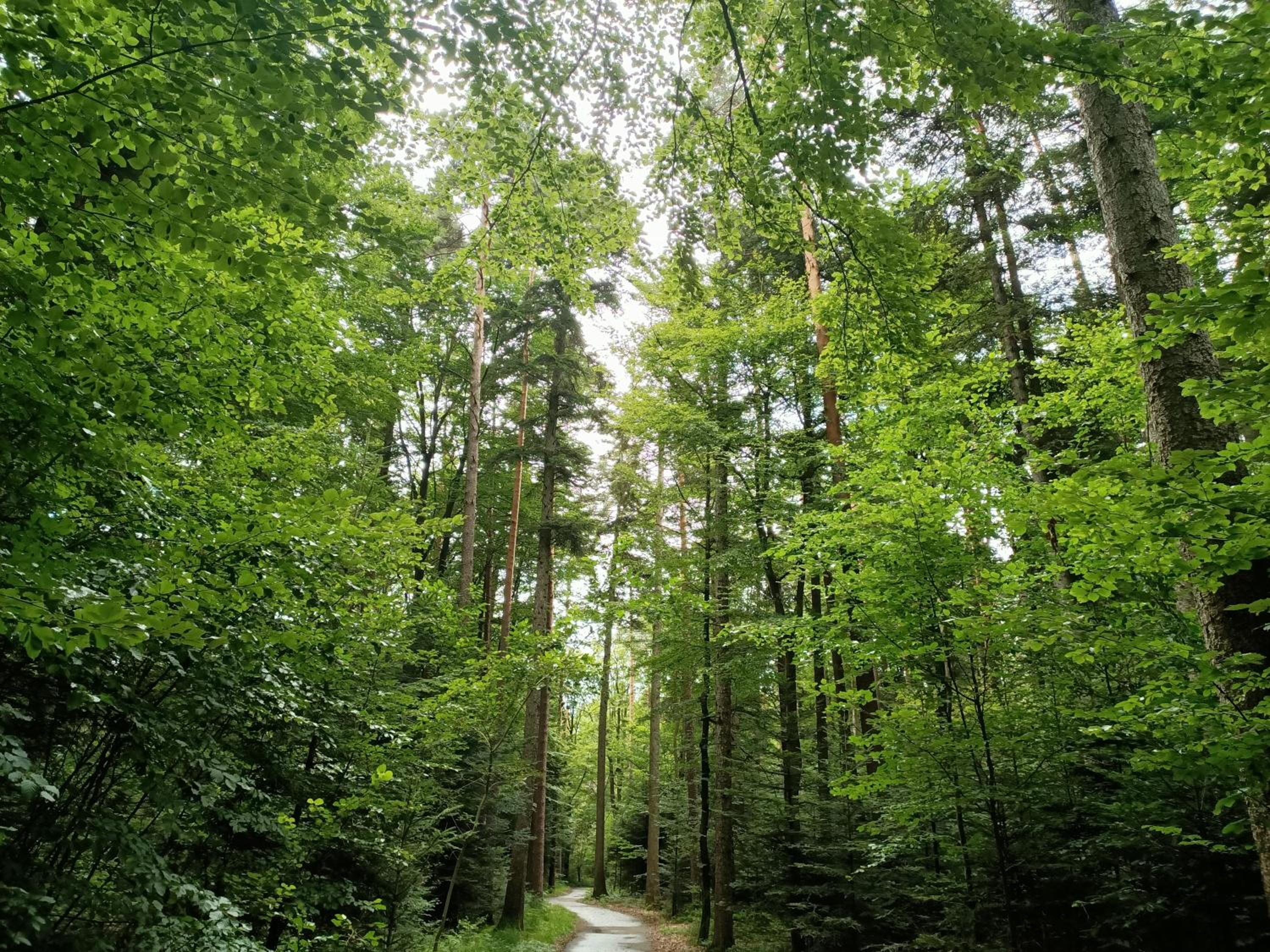 Ausblick Maisenbach